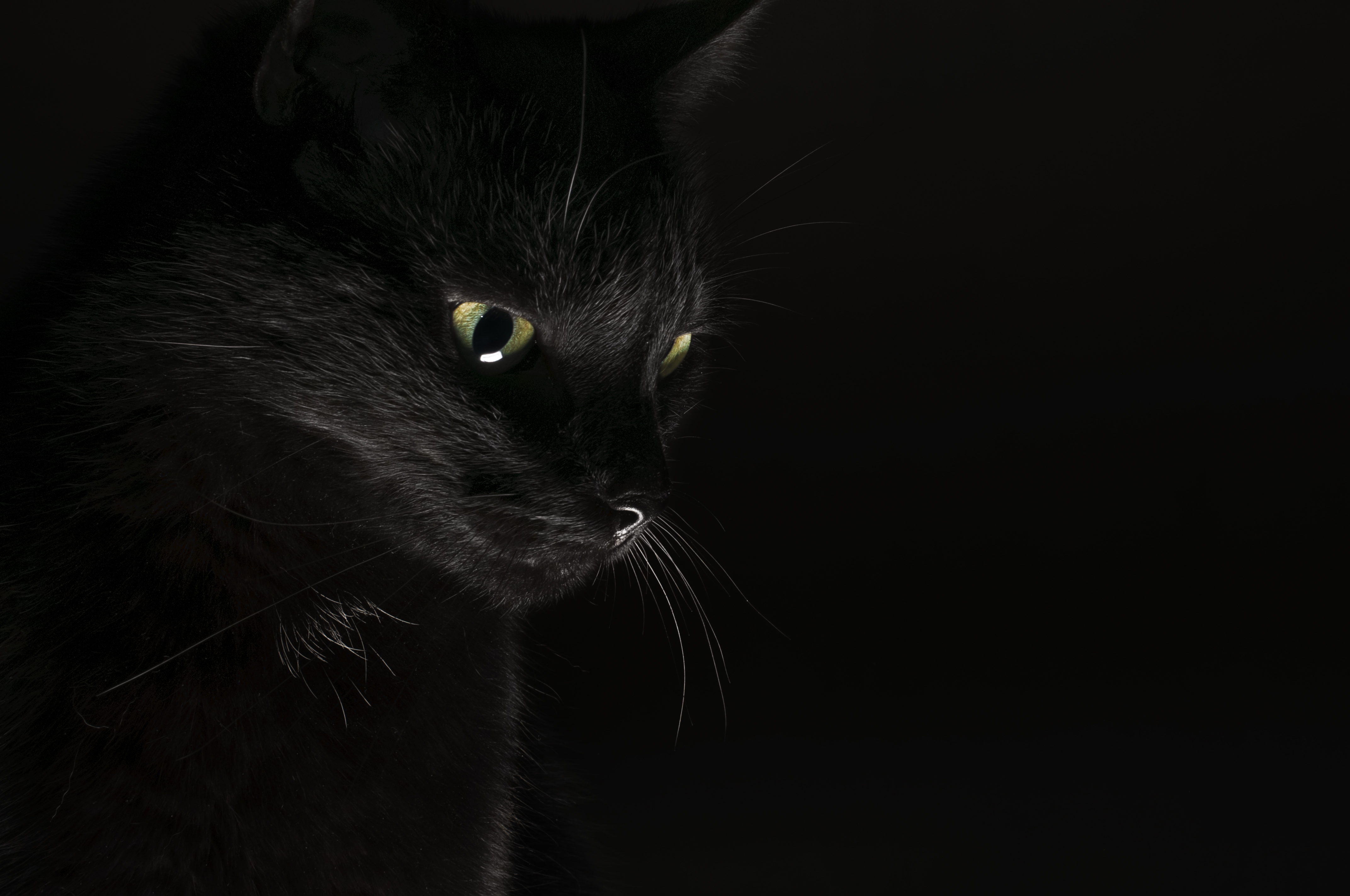 Фотография Кошки Черный животное Черный фон 4288x2848