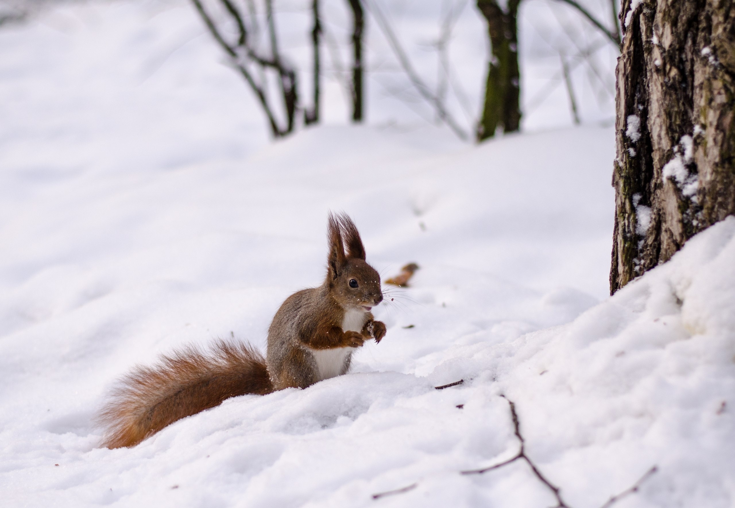 Sfondi scoiattolo Inverno Neve Animali 2560x1771 Scoiattoli animale