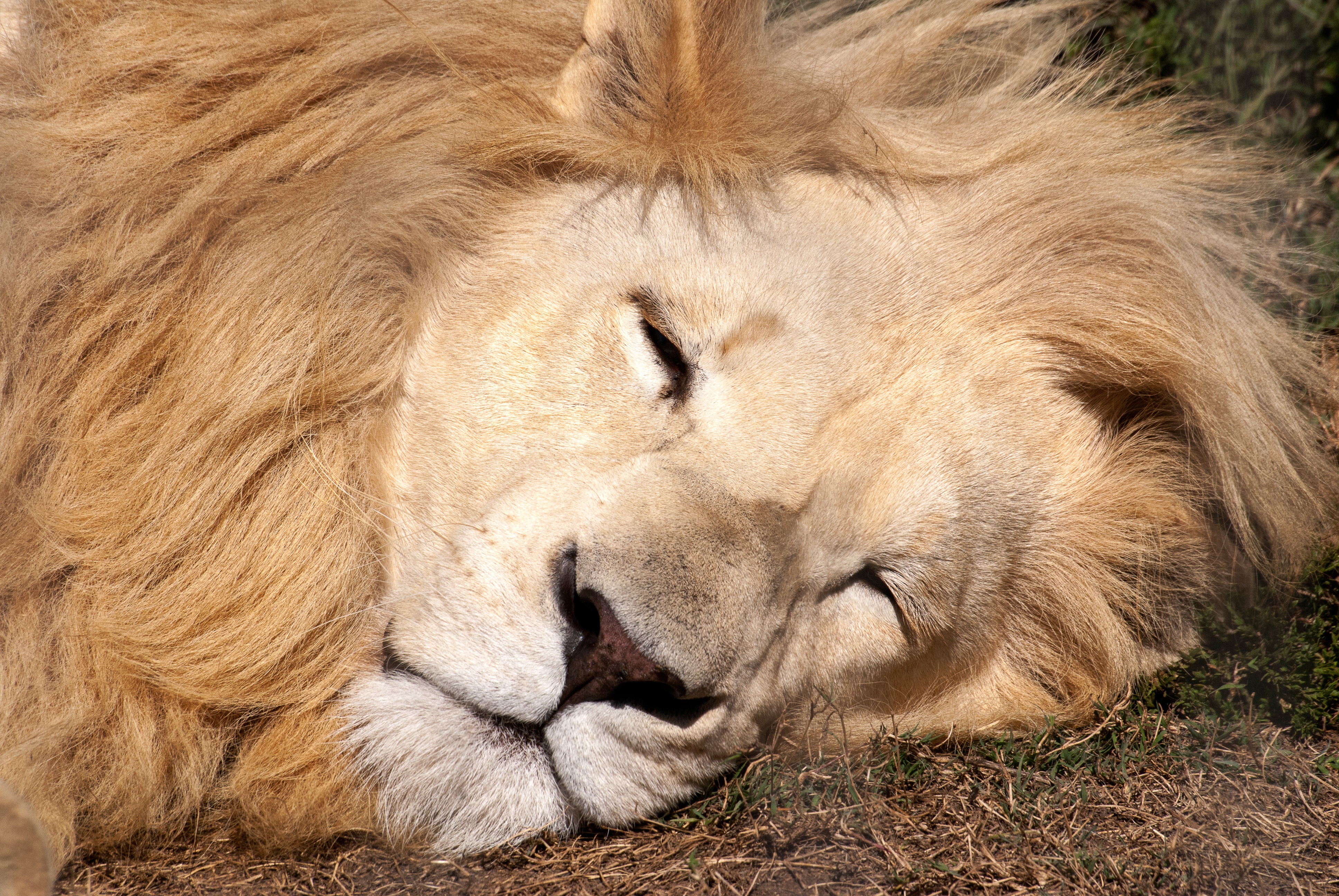 Immagine Leoni addormentata Il muso animale 3872x2592 leone panthera leo sonno dormire Sta dormendo Animali