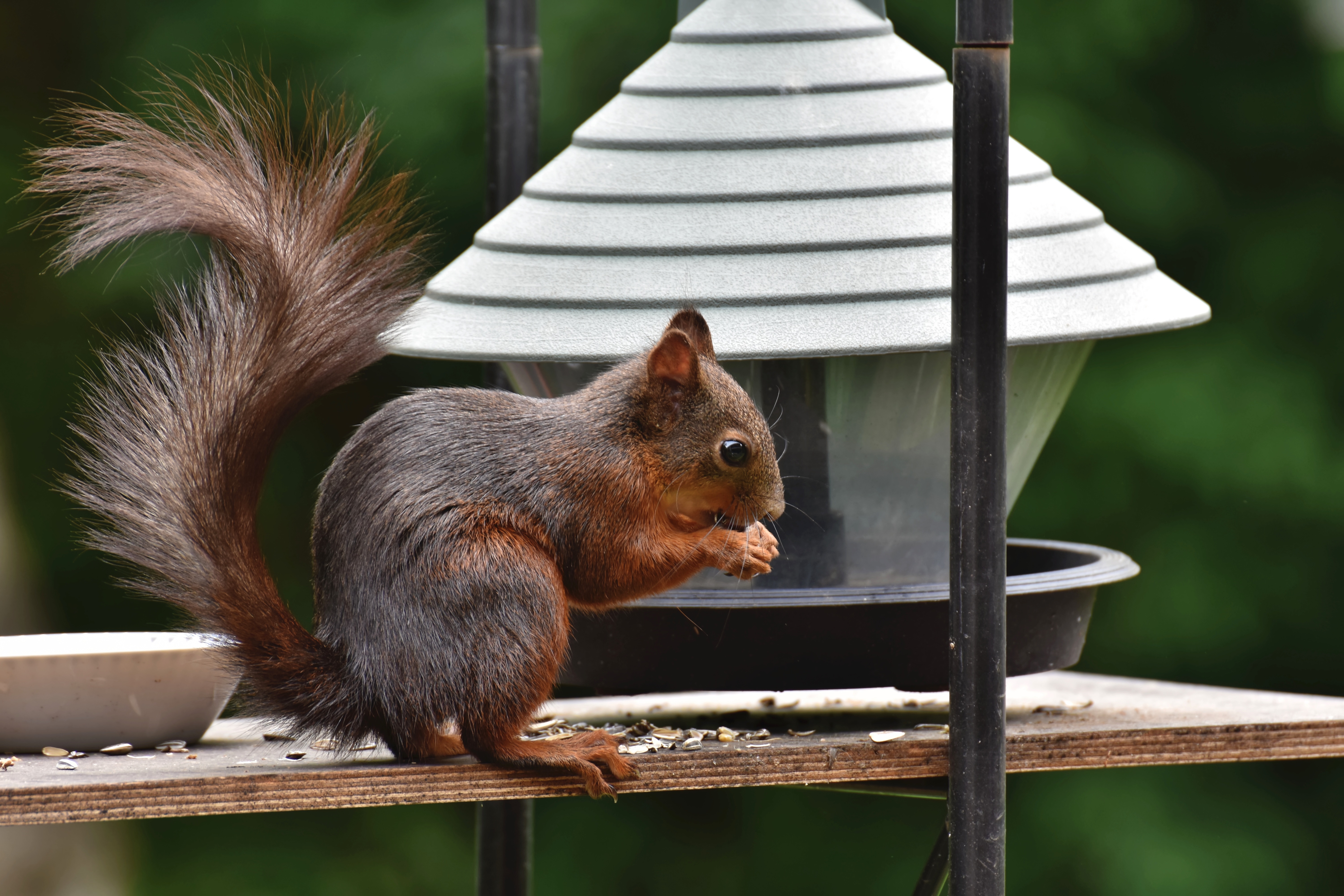 Image Squirrels Tail Side Animals 6000x4000 animal