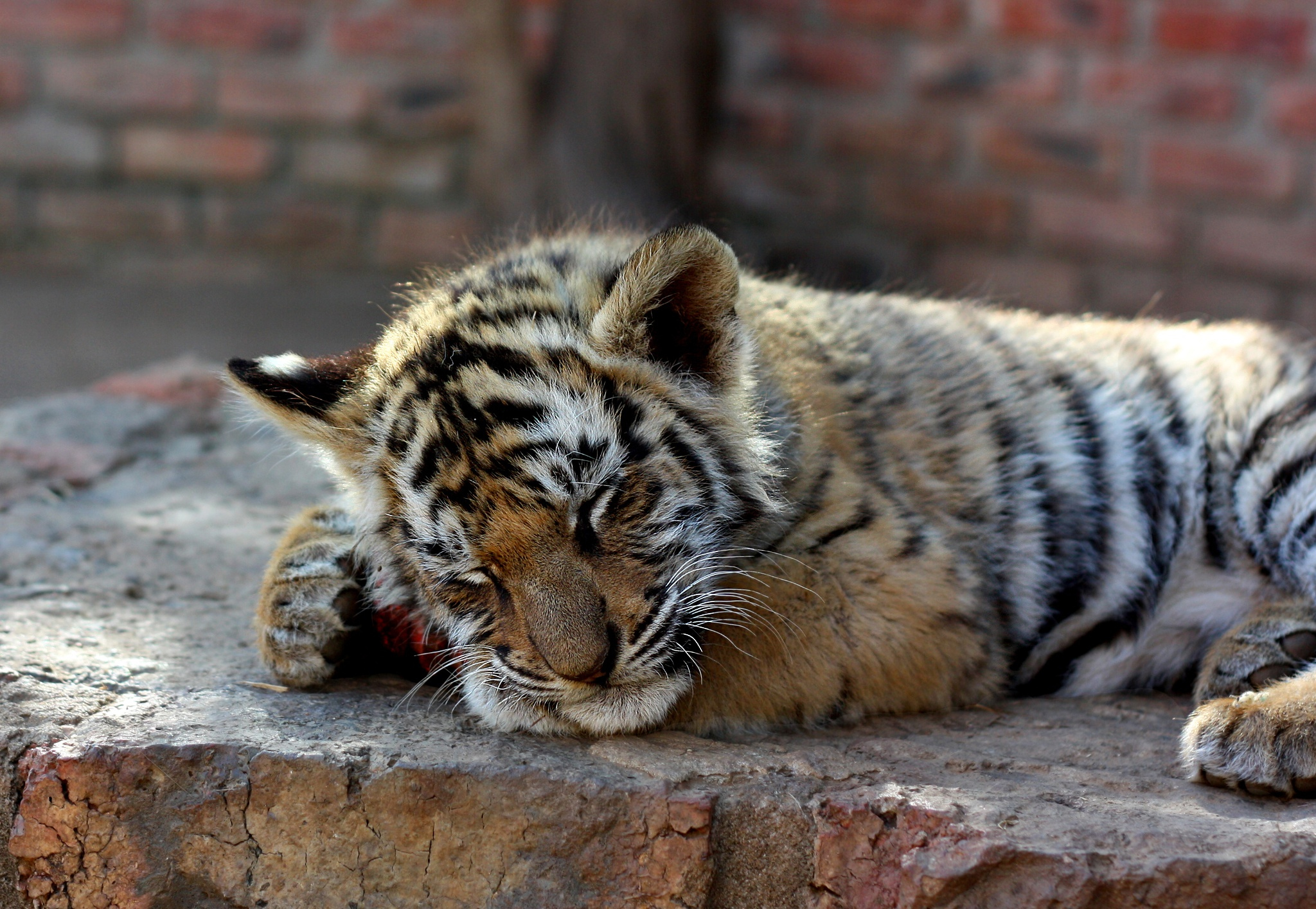 豹亚科,虎,年幼的动物,睡觉,动物壁纸,照片,下载