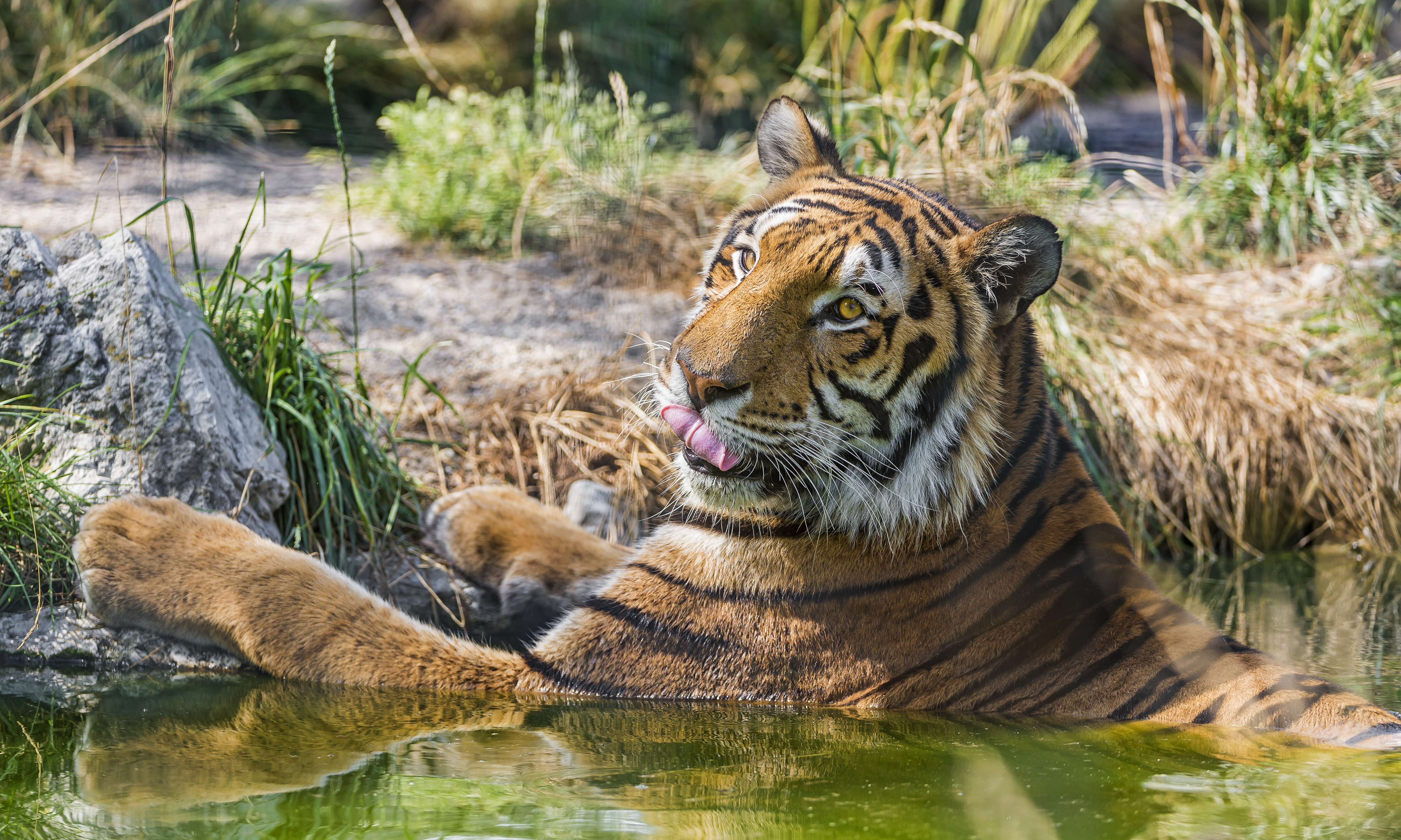 Foto tigre animale ©Tambako The Jaguar Tigri panthera tigris Animali