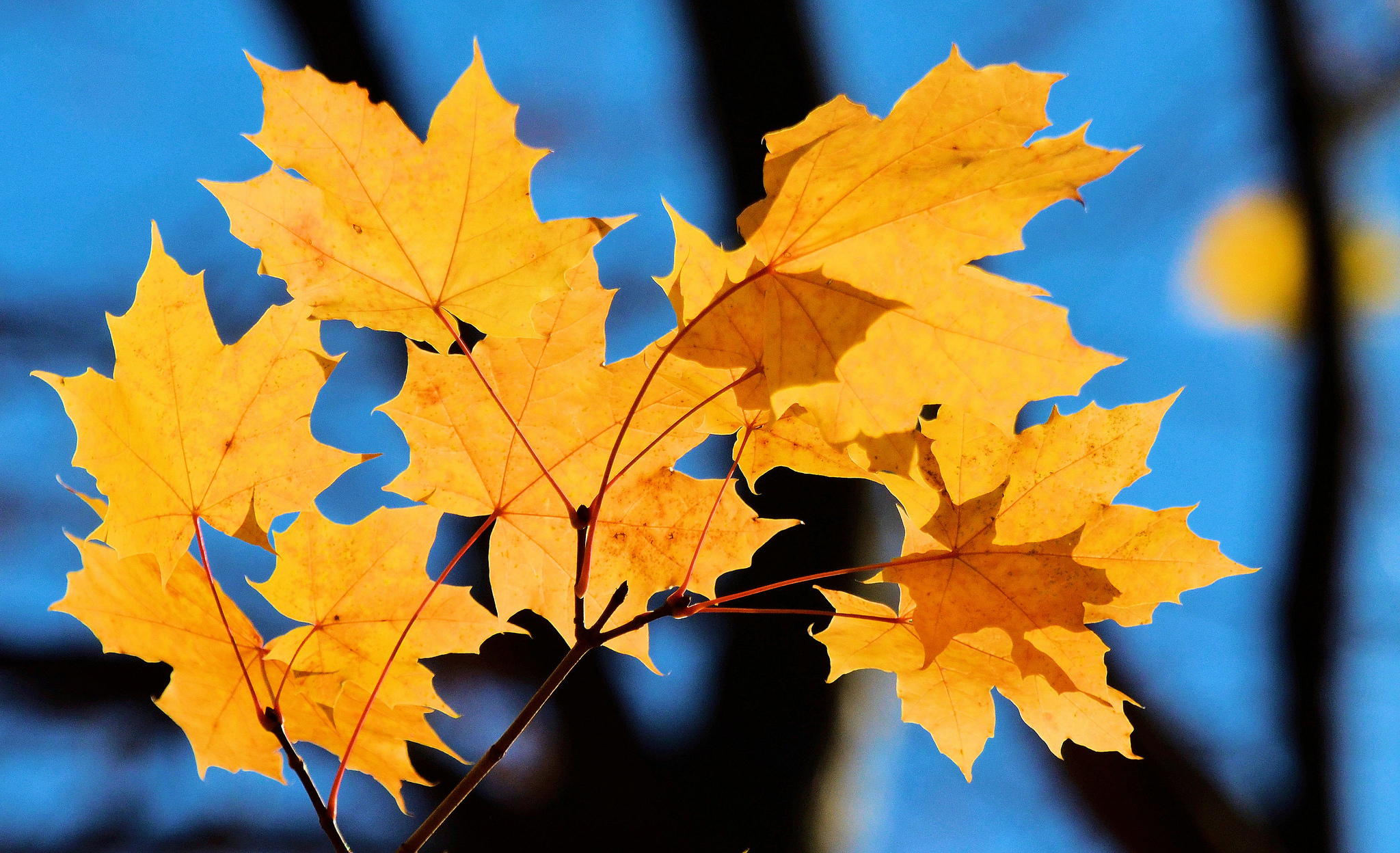 Листья клена желтые и красные. Клен остролистный лист осень. Желтая листва. Осень листья. Желтый лист клена.