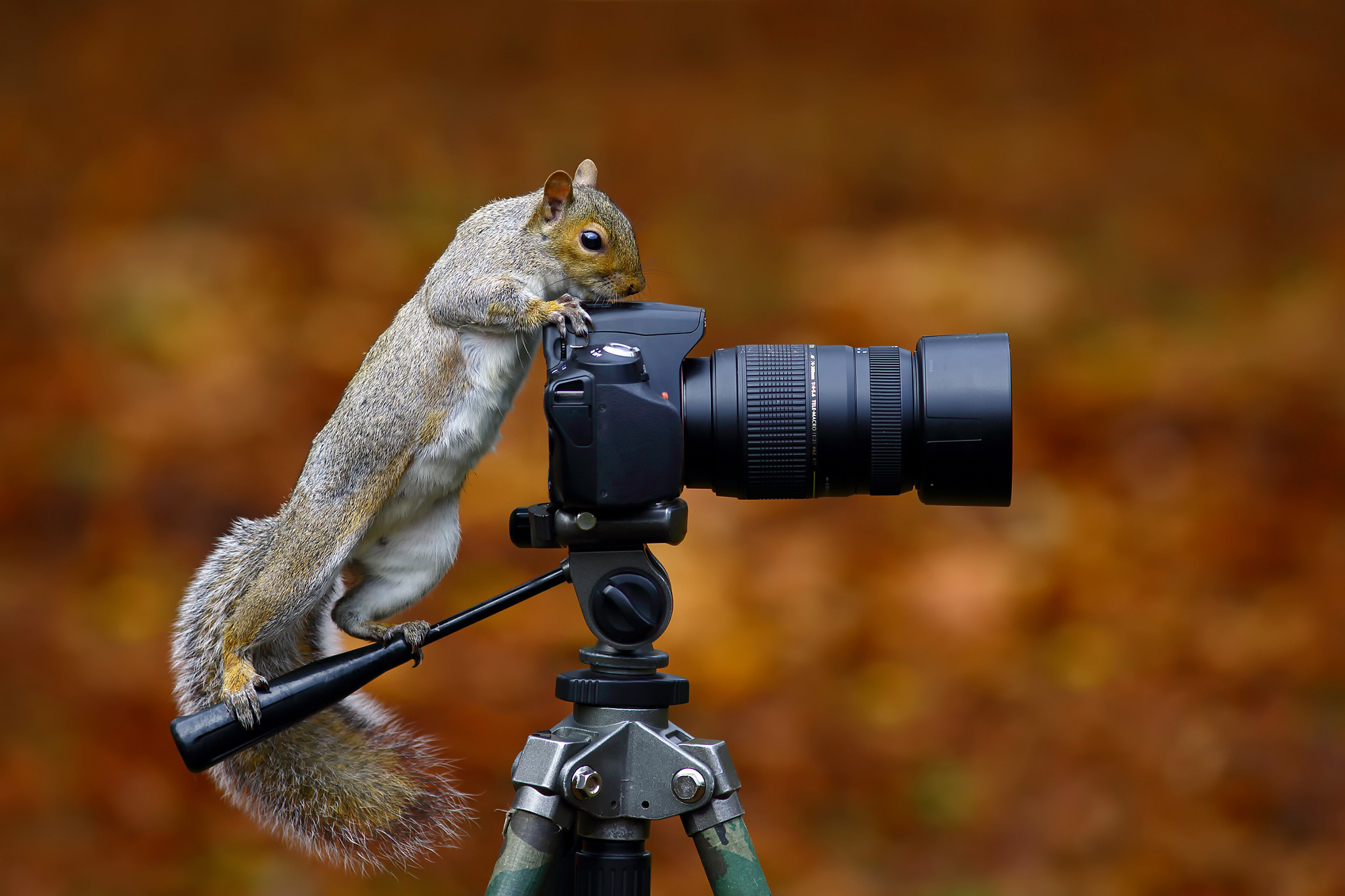 Immagine Divertenti Scoiattoli Macchina fotografica Wild Grey Squirrel Fotografo 2048x1365 divertente scoiattolo Fotocamera
