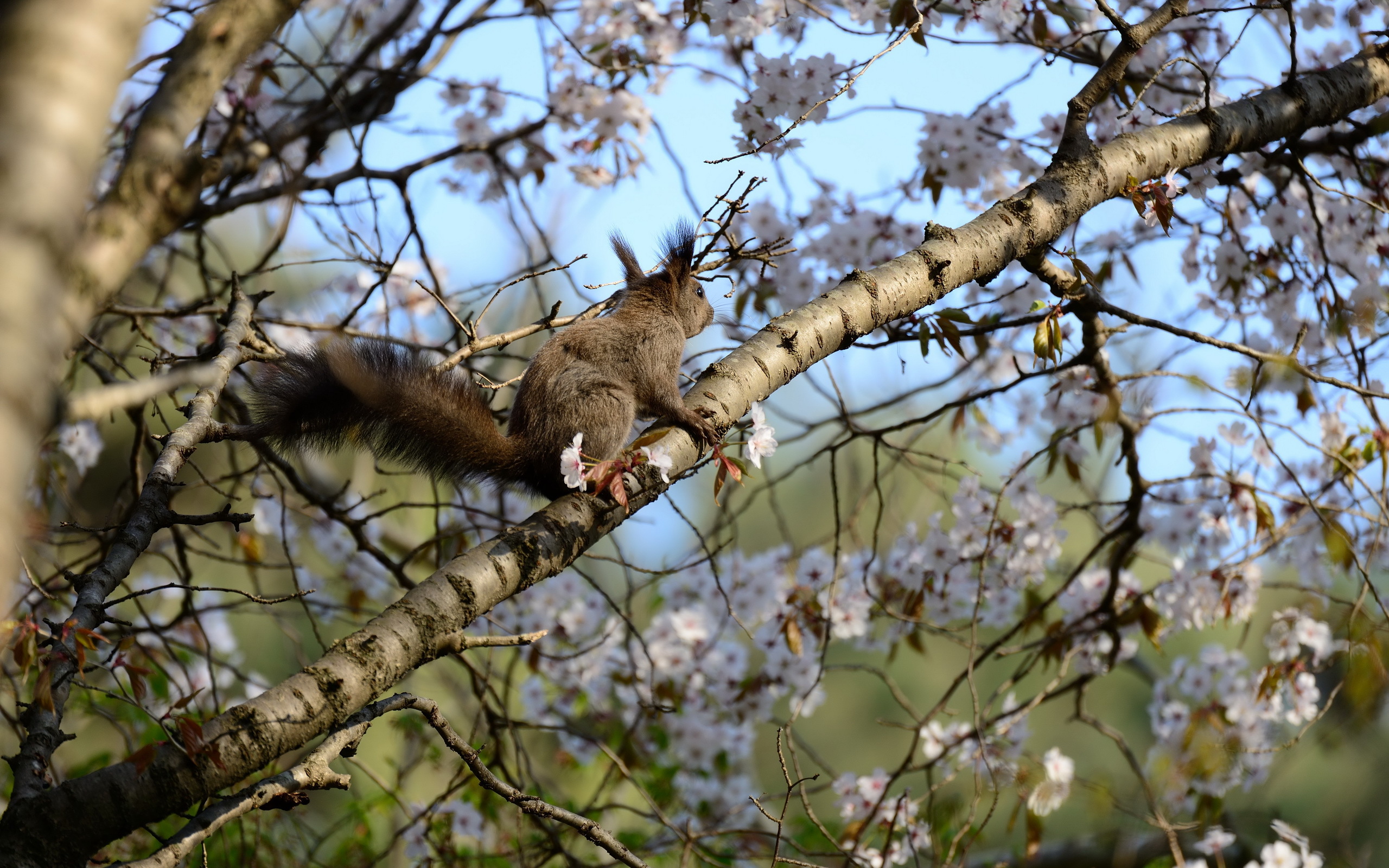 zdjęcia Wiewiórki Wiosna Gałęzie Zwierzęta 2560x1600 wiewiórka Gałąź zwierzę