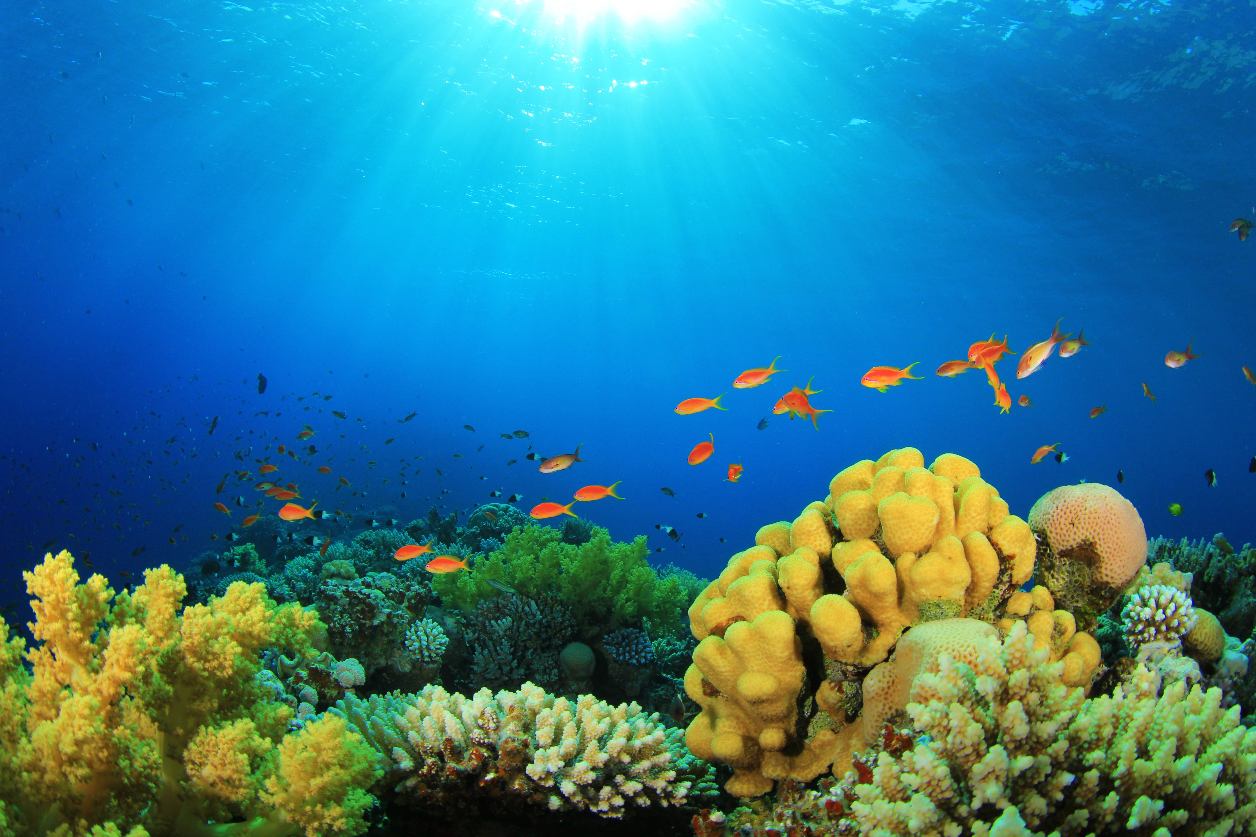 Underwater coral. Коралловые рифы красного моря. Барьерный риф новой Каледонии. Морской заповедник Саут-Уотер-Кей,. Морское дно.