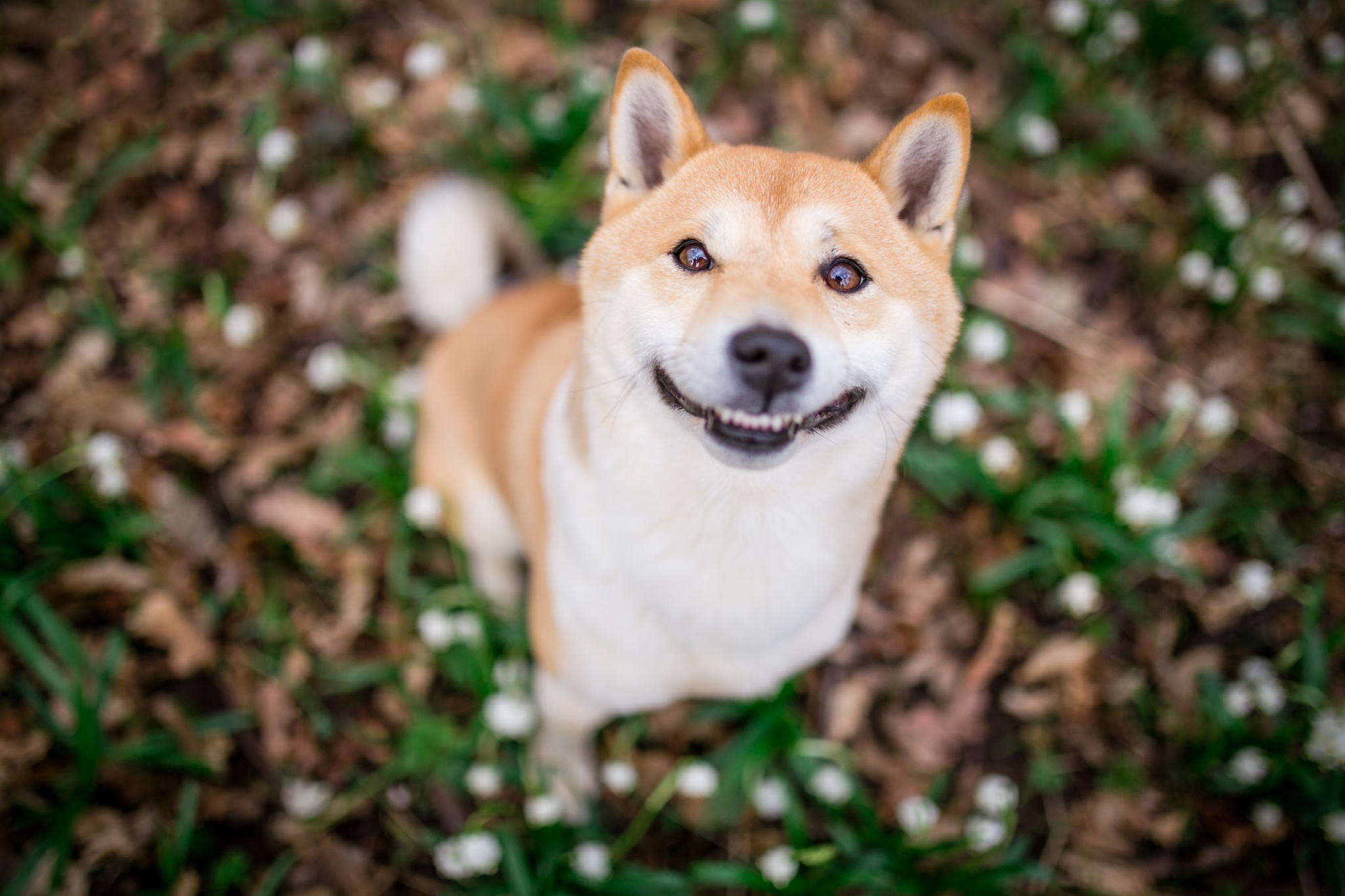 壁紙 48x1365 イヌ Shiba Inu 微笑み ボケ写真 おもしろい 可愛い 動物 ダウンロード 写真