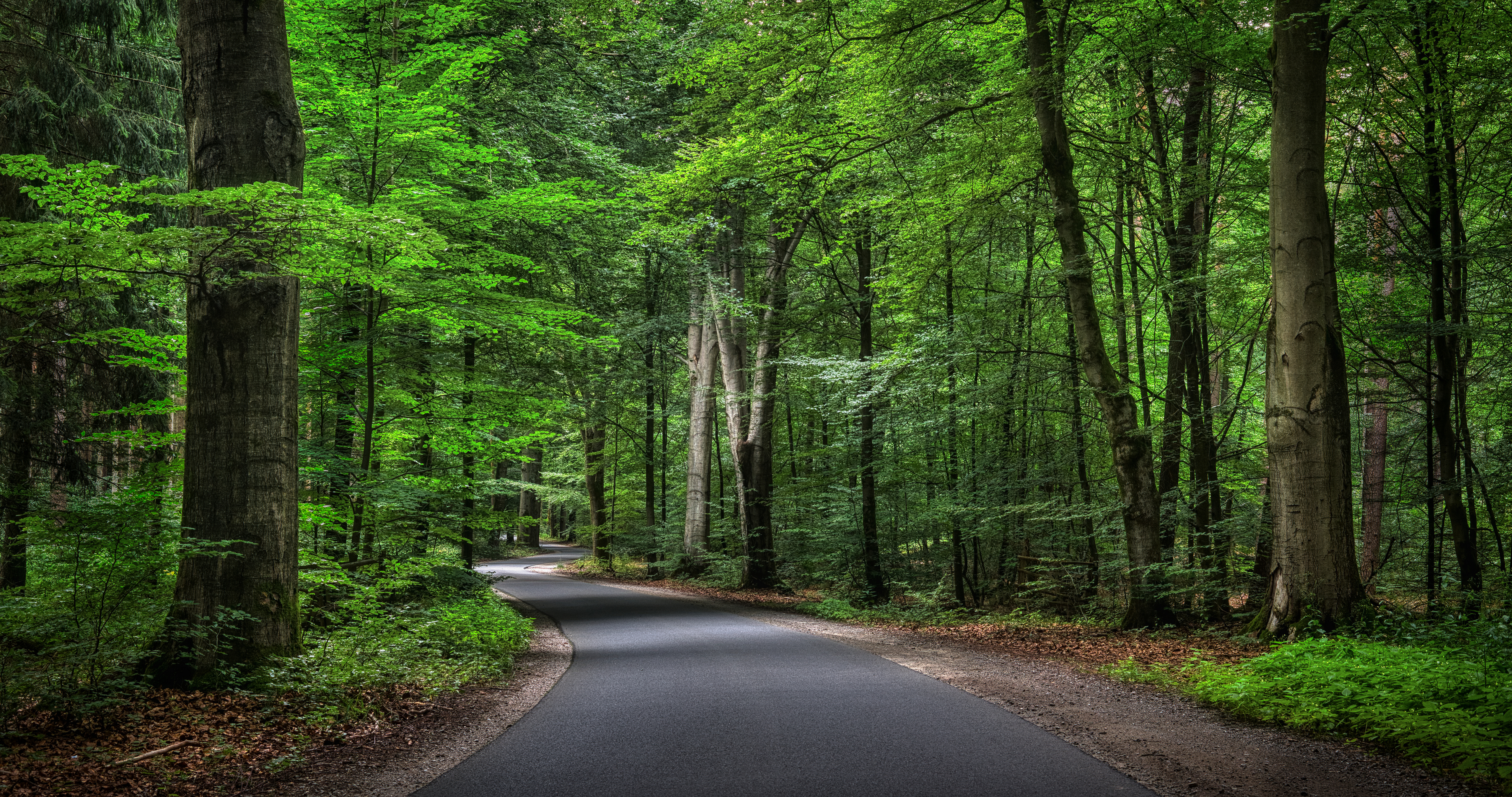 Bilder von Deutschland Natur Wald Wege Bäume Wälder Straße