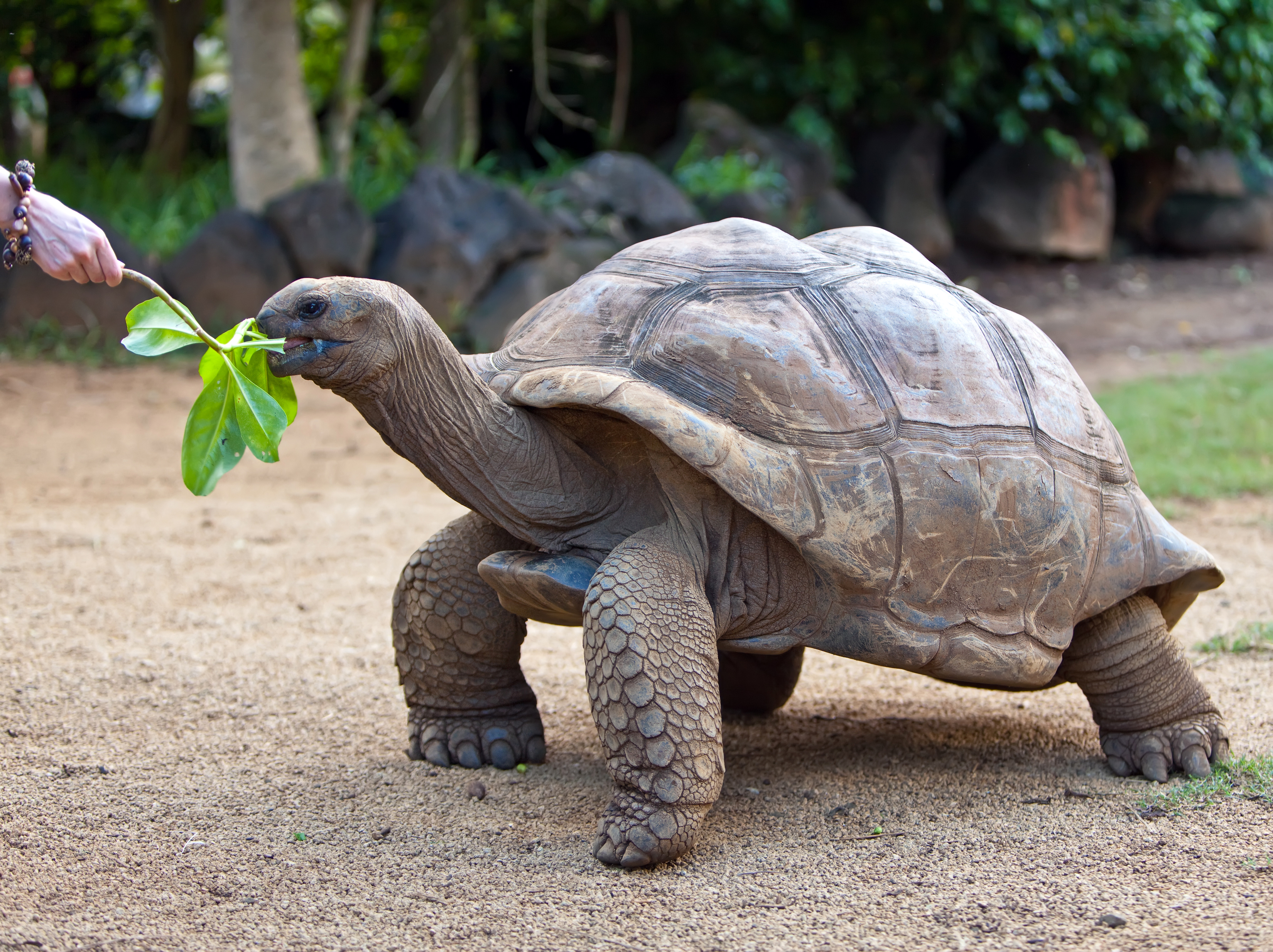 Пресмыкающиеся жарких стран. Галапагосская гигантская черепаха. Слоновая (Галапагосская) сухопутная черепаха. Исполинская сейшельская черепаха. Абингдонская слоновая черепаха.