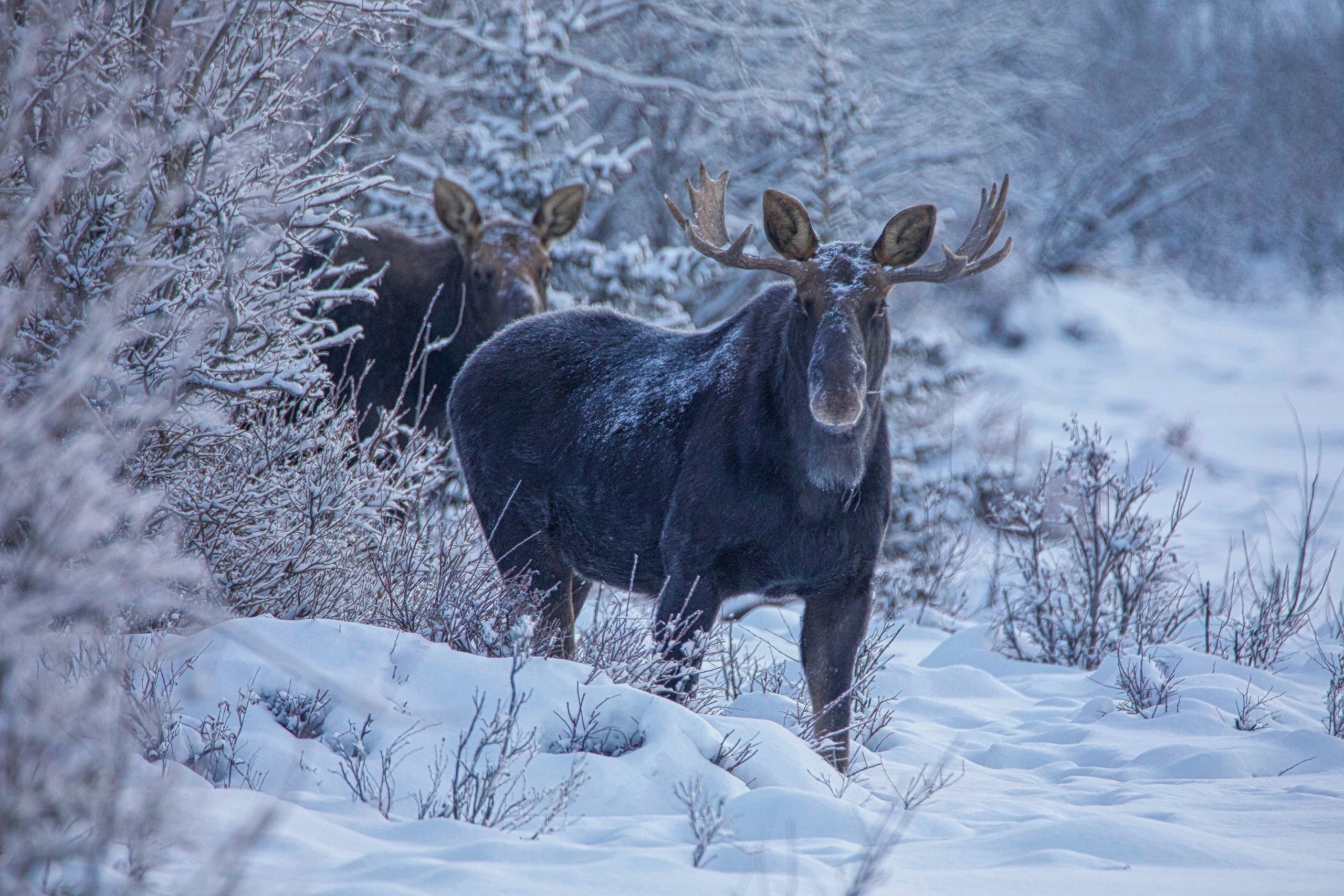 Животные перед зимой. Лось в Вологодской области. Лось зимой. Звери в зимнем лесу. Лось зимой в лесу.
