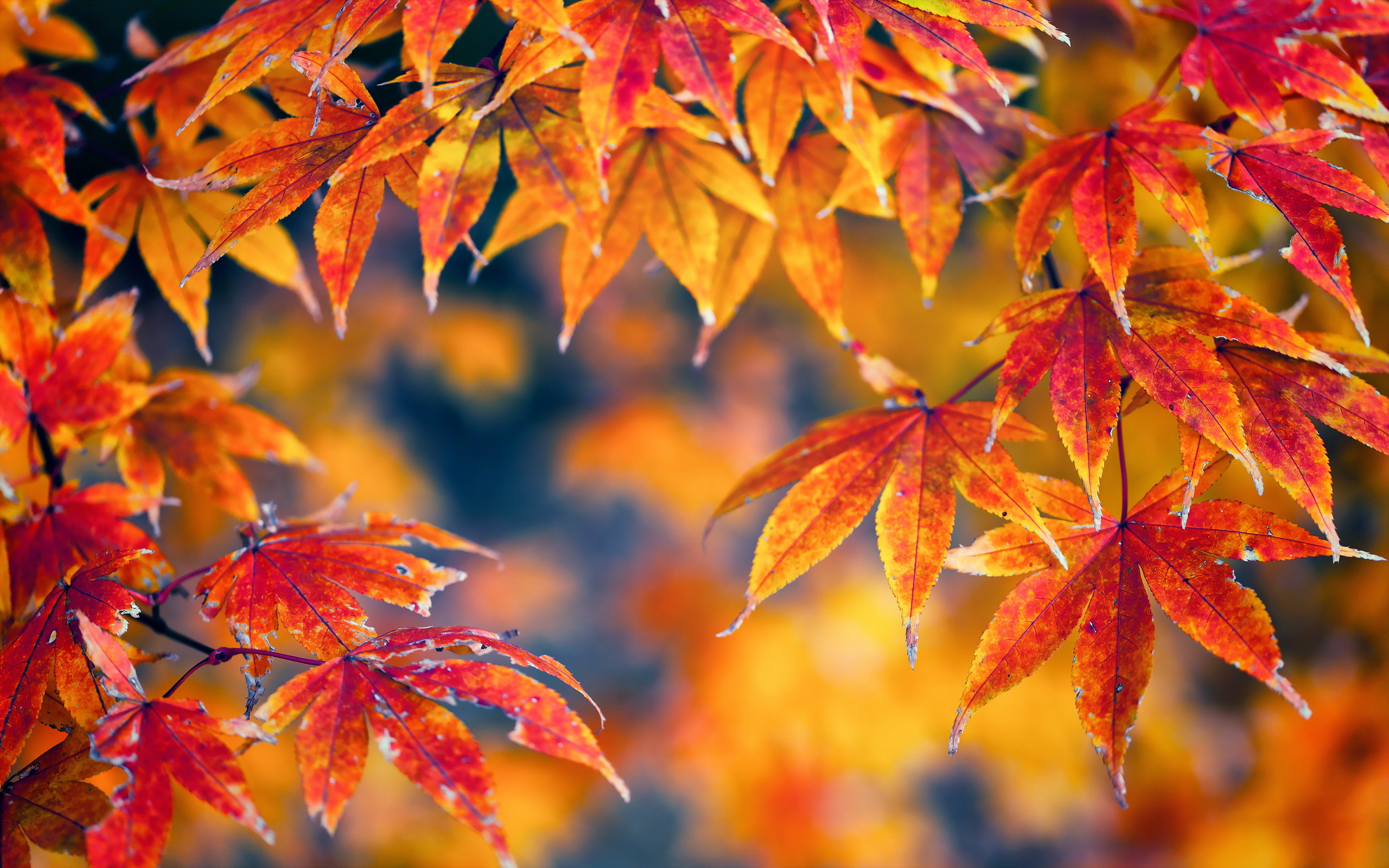 壁紙 2560x1600 秋 木の葉 自然 ダウンロード 写真