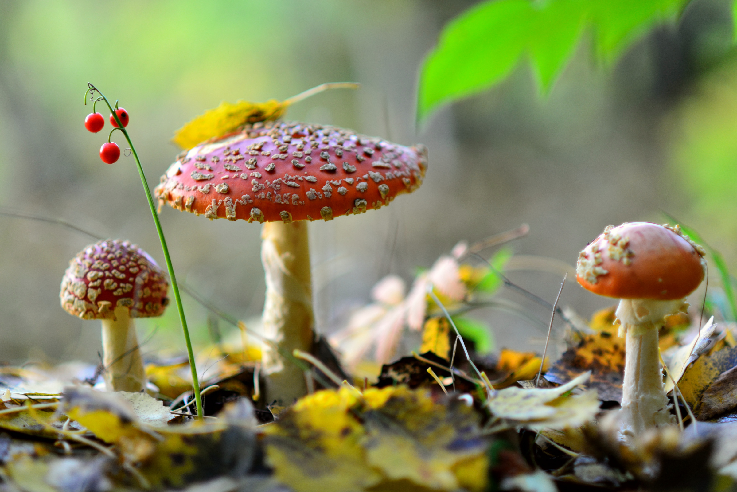 Лето грибами осень плодами. Аманита Мускария зеленый. Мухомор пантерный. Осенние грибы. Красивый мухомор.
