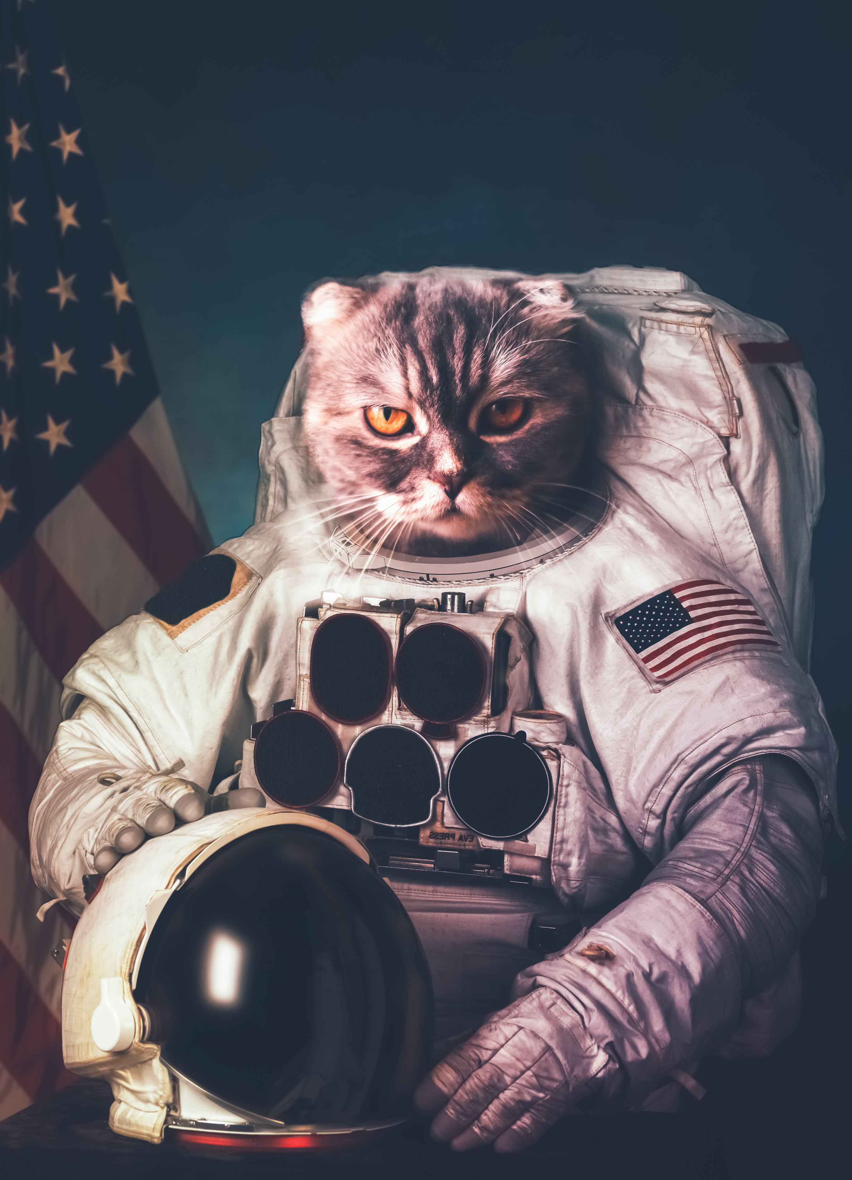 壁紙 2730x3780 飼い猫 クリエイティブ 宇宙飛行士 制服 ヘルメット 動物 ダウンロード 写真