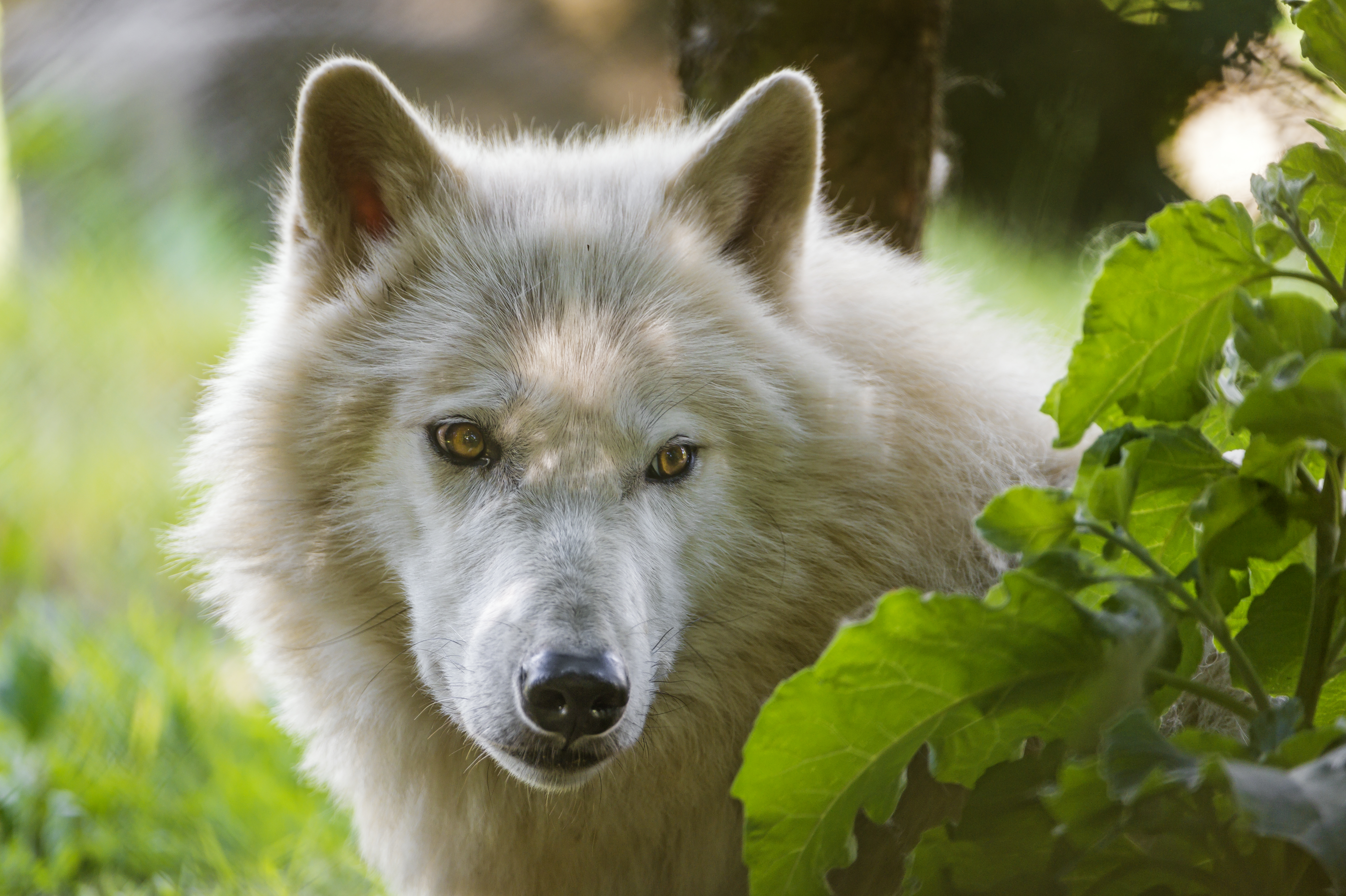 Природу про волков. Полярный волк в тундре. Белый волк. Красивый волк. Заставка на рабочий стол волк.