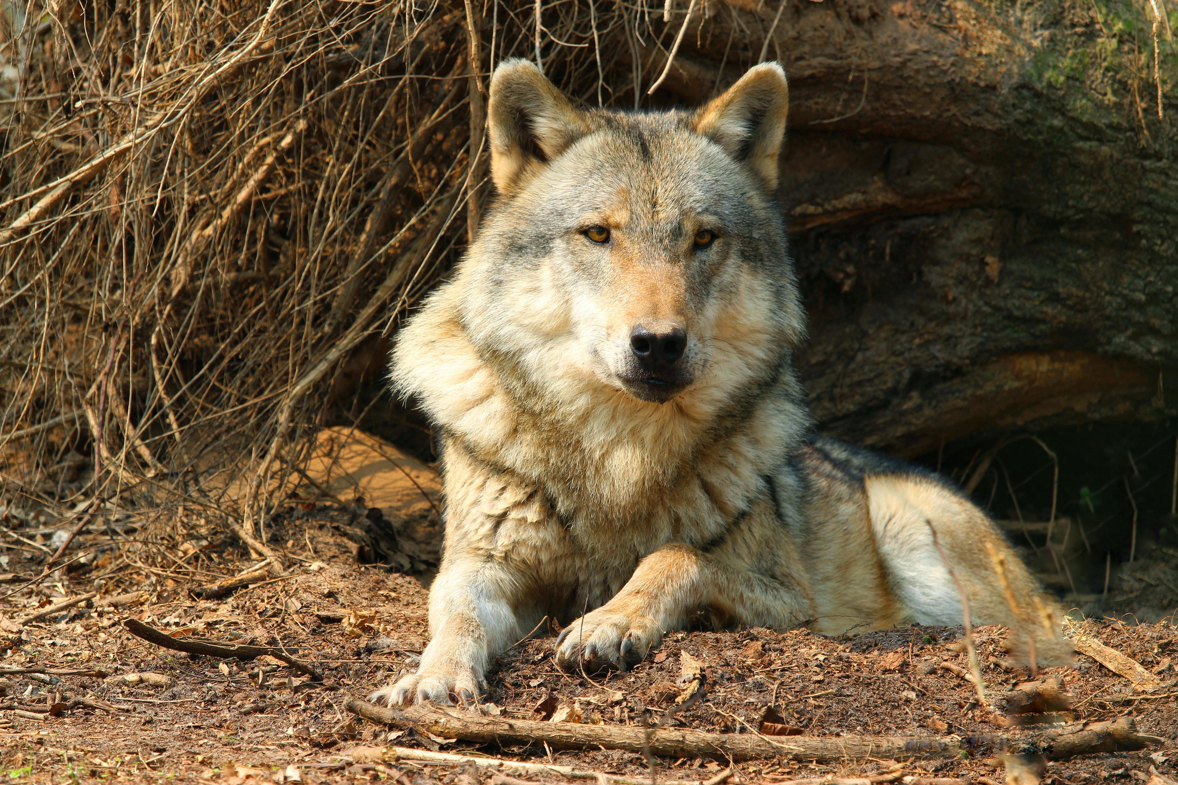 Хищный мир животных. Дикий Карпатский Карпатский волк. Волки хищники у млекопитающих. Дикий волк. Волк фото.