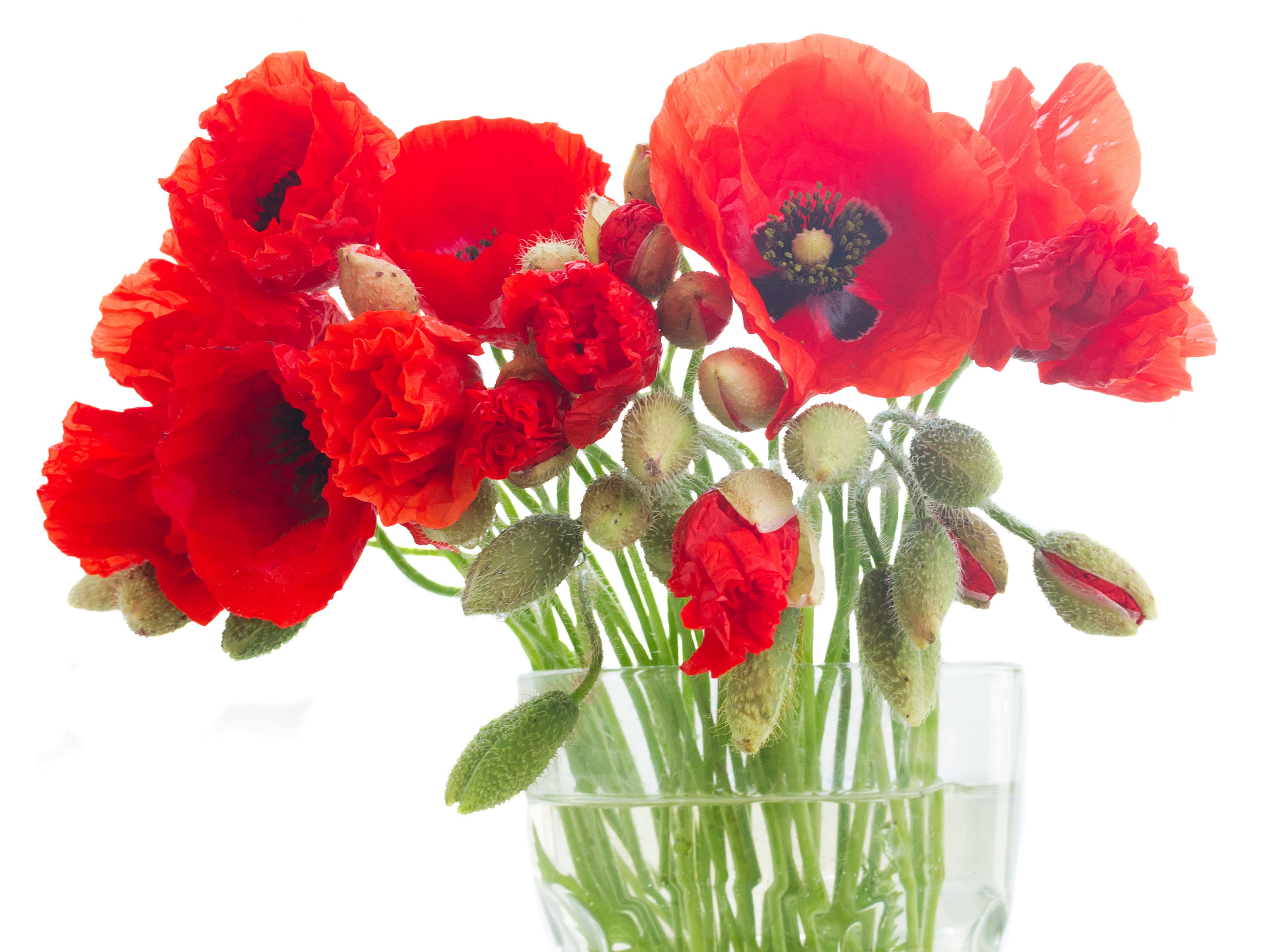 3000x2250 Amapolas Rojo Brote flor, papaver Flores