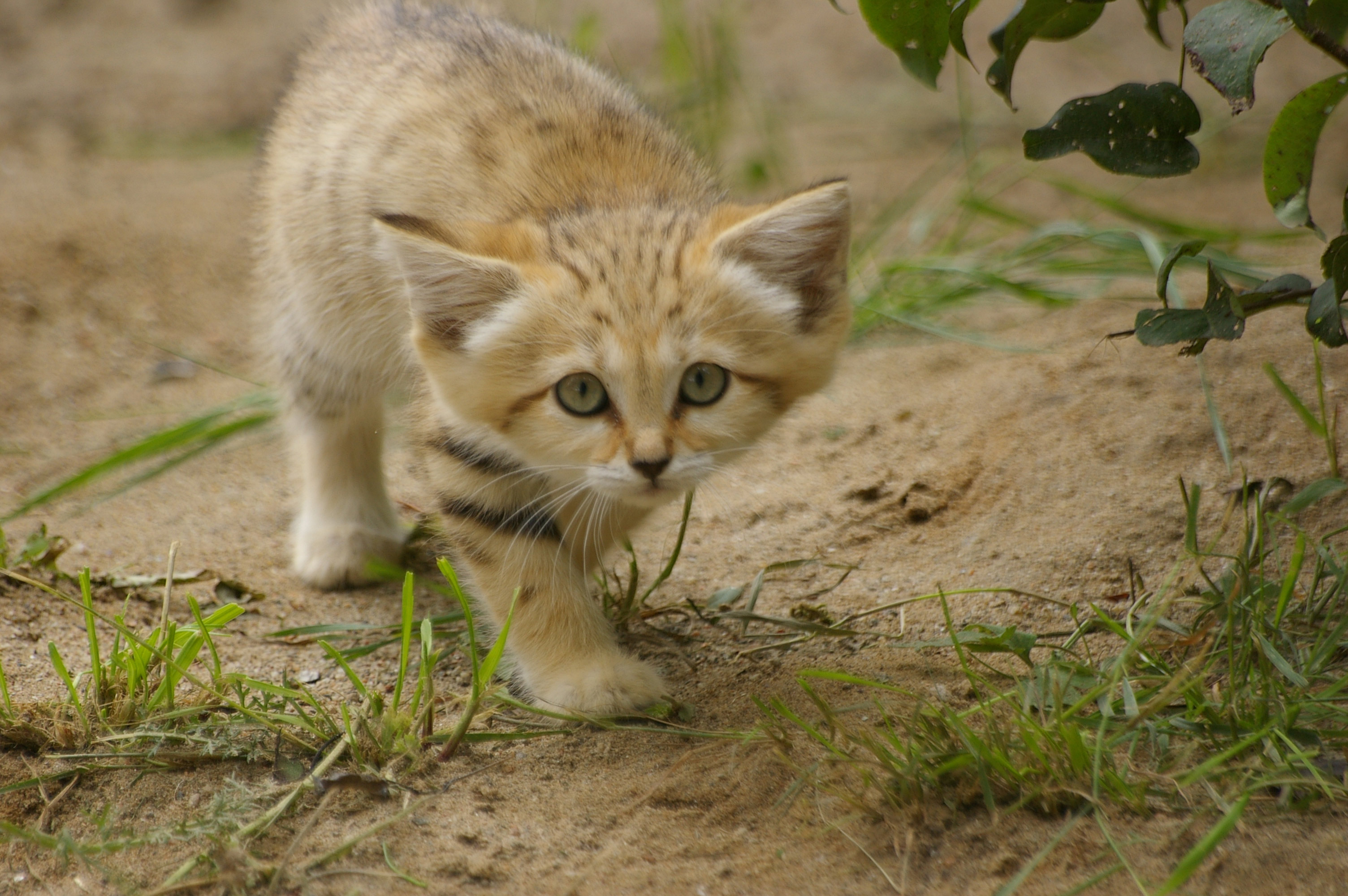 Кошка пустыни. Барханный кот. Барханный песчаный кот. Барханный кот котята. Барханная кошка (Песчаная кошка, пустынная кошка).