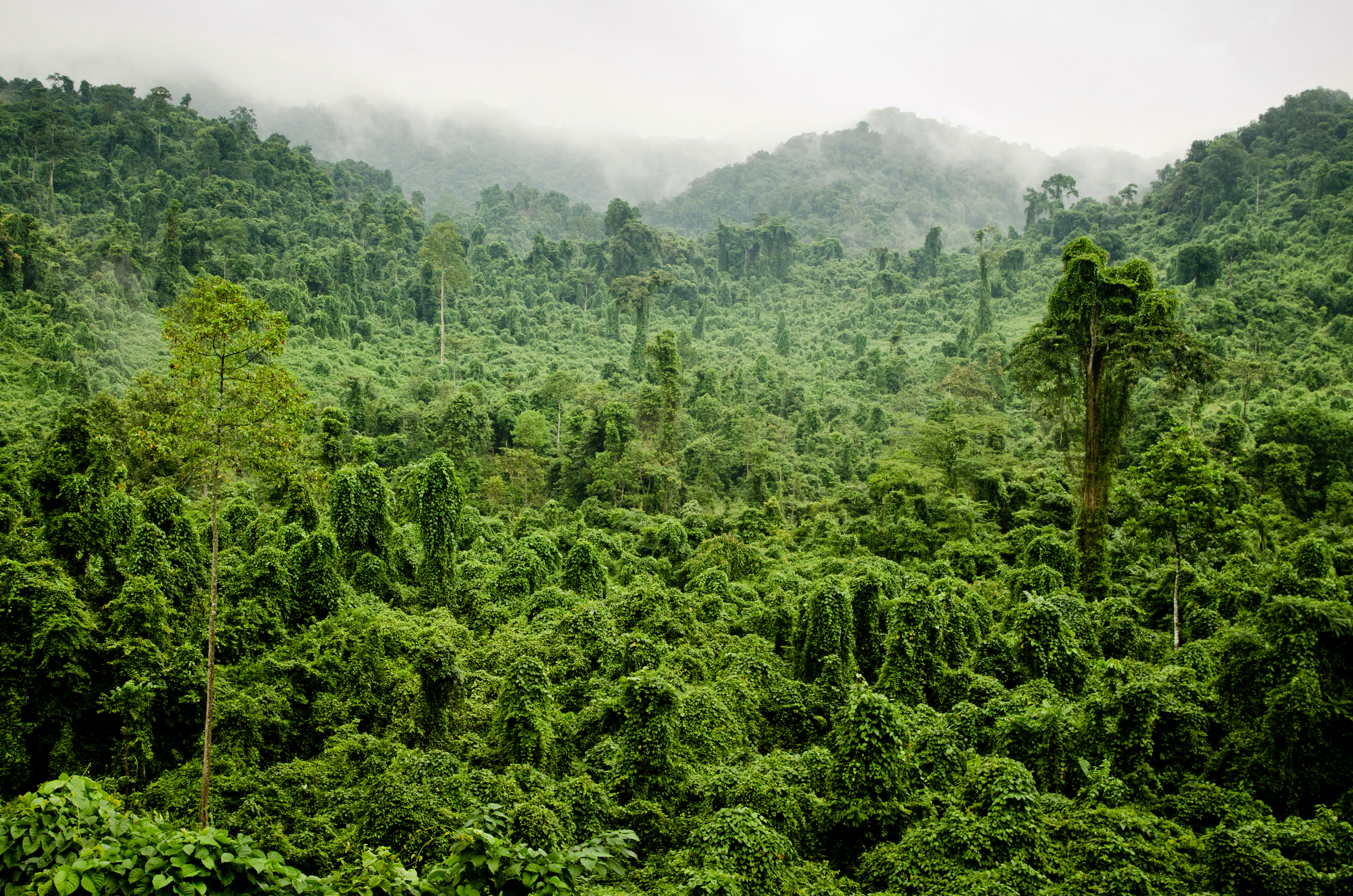 Tapeta Jungle Natura Lasy Kraje tropikalne 4000x2650 przyroda las
