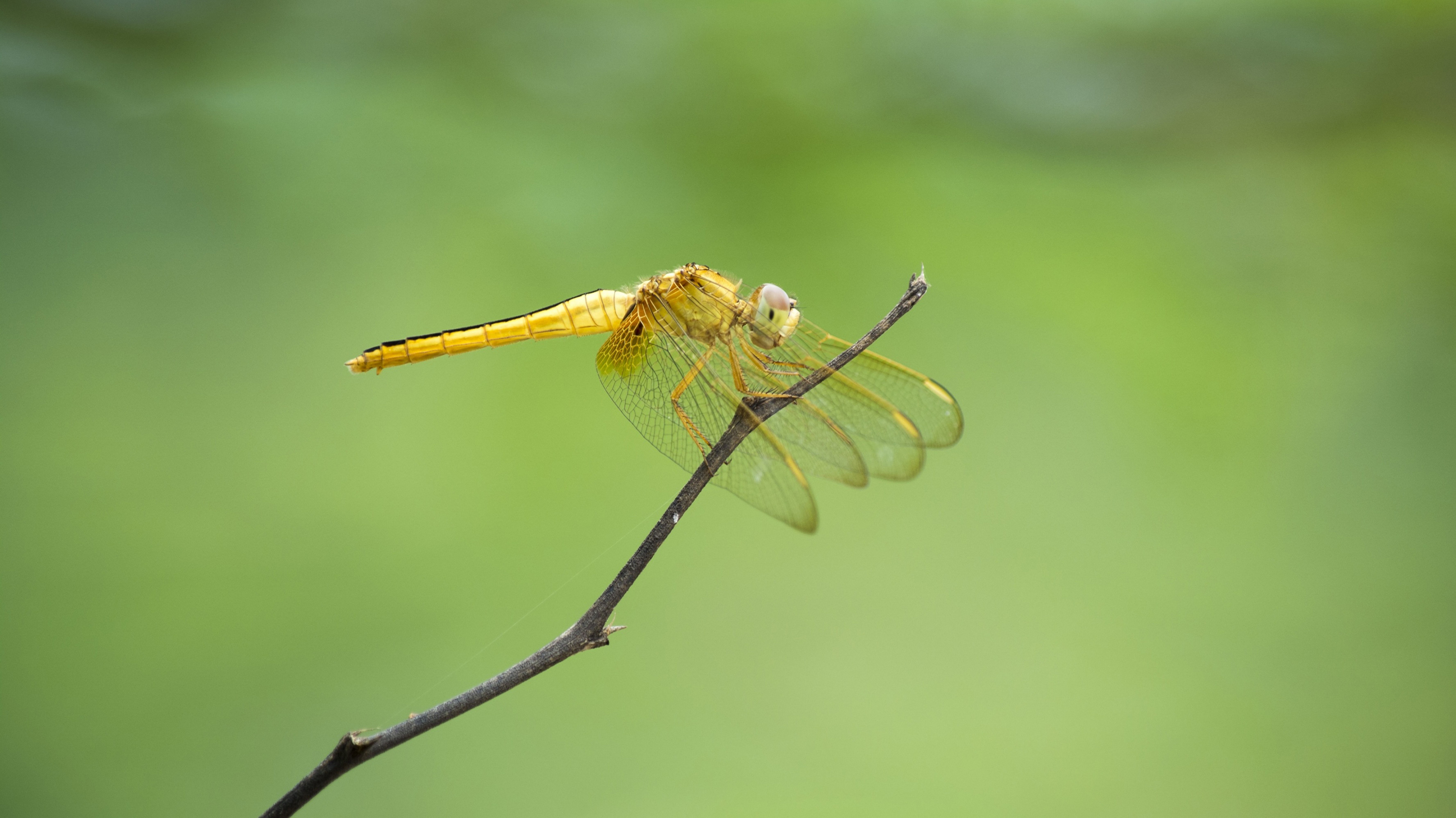 Photos dragonfly Branches animal Closeup 3554x1999