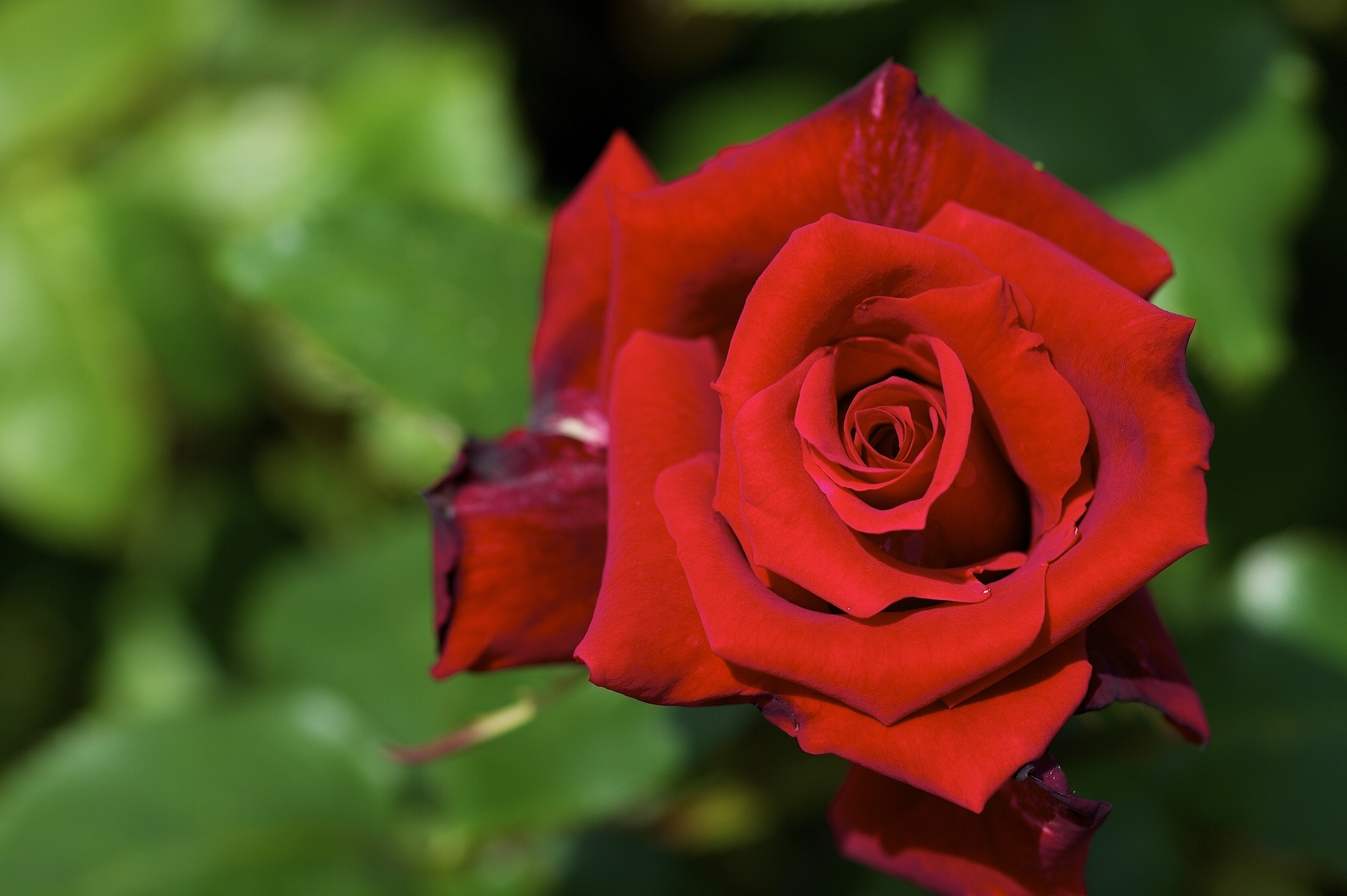 Image Red rose flower Closeup 2048x1363