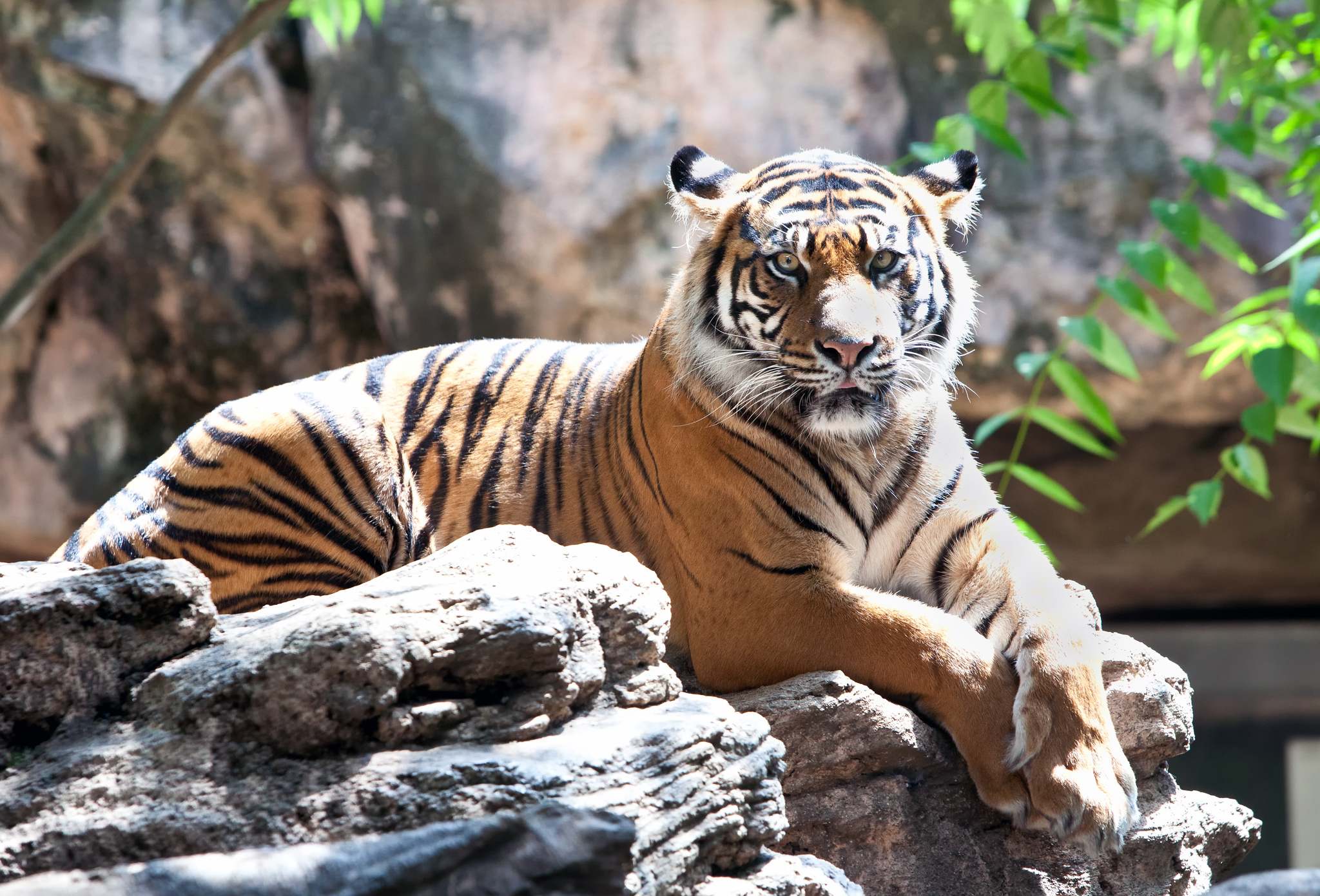 Immagine Tigri animale 2048x1391 tigre panthera tigris Animali