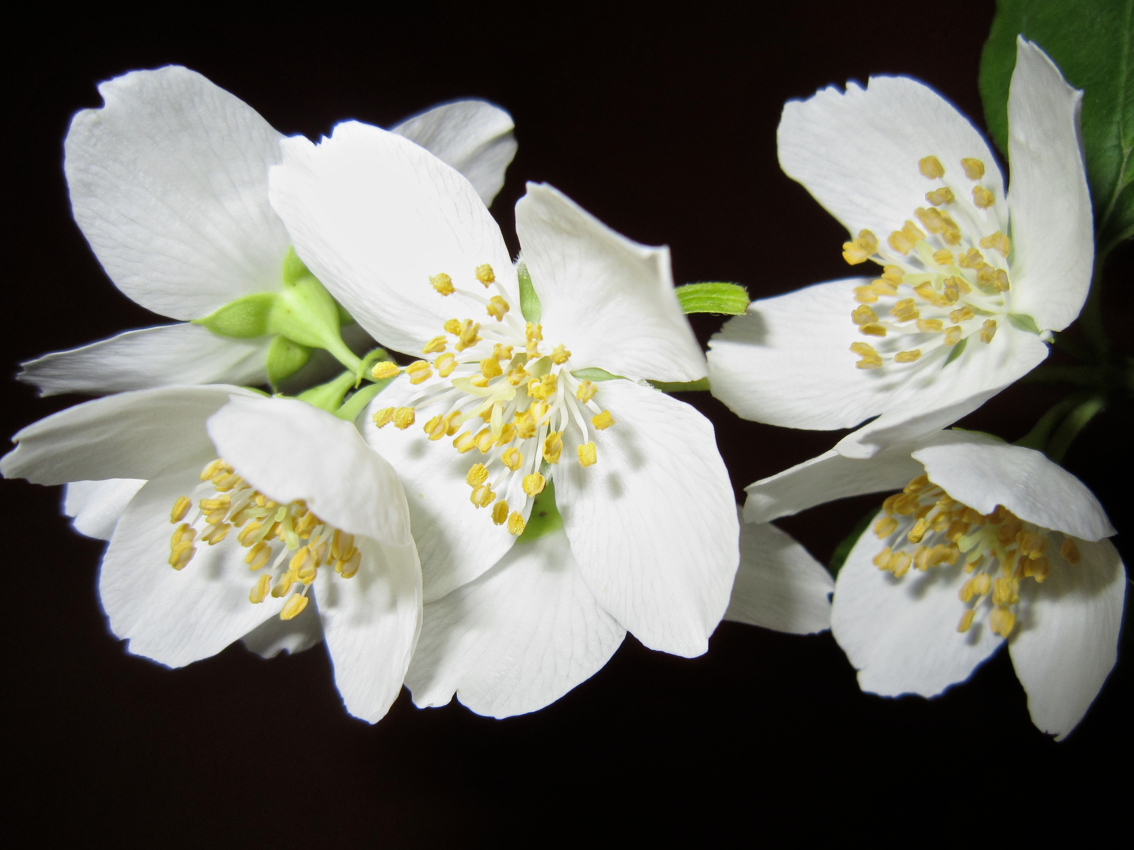 Цветочный белый. Цветок жасмина Jasminum. Чубушник Яблоневый цвет. Чубушник белый букет. Белые цветы Жасмин.