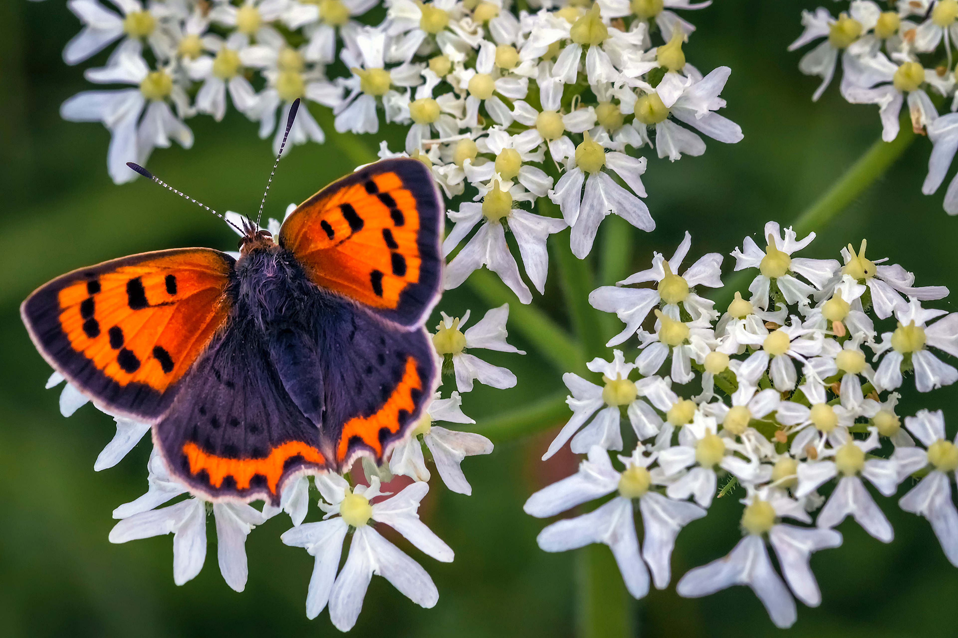 Fotos von Insekten Schmetterling small copper Tiere Großansicht 3840x2560 Schmetterlinge hautnah ein Tier Nahaufnahme