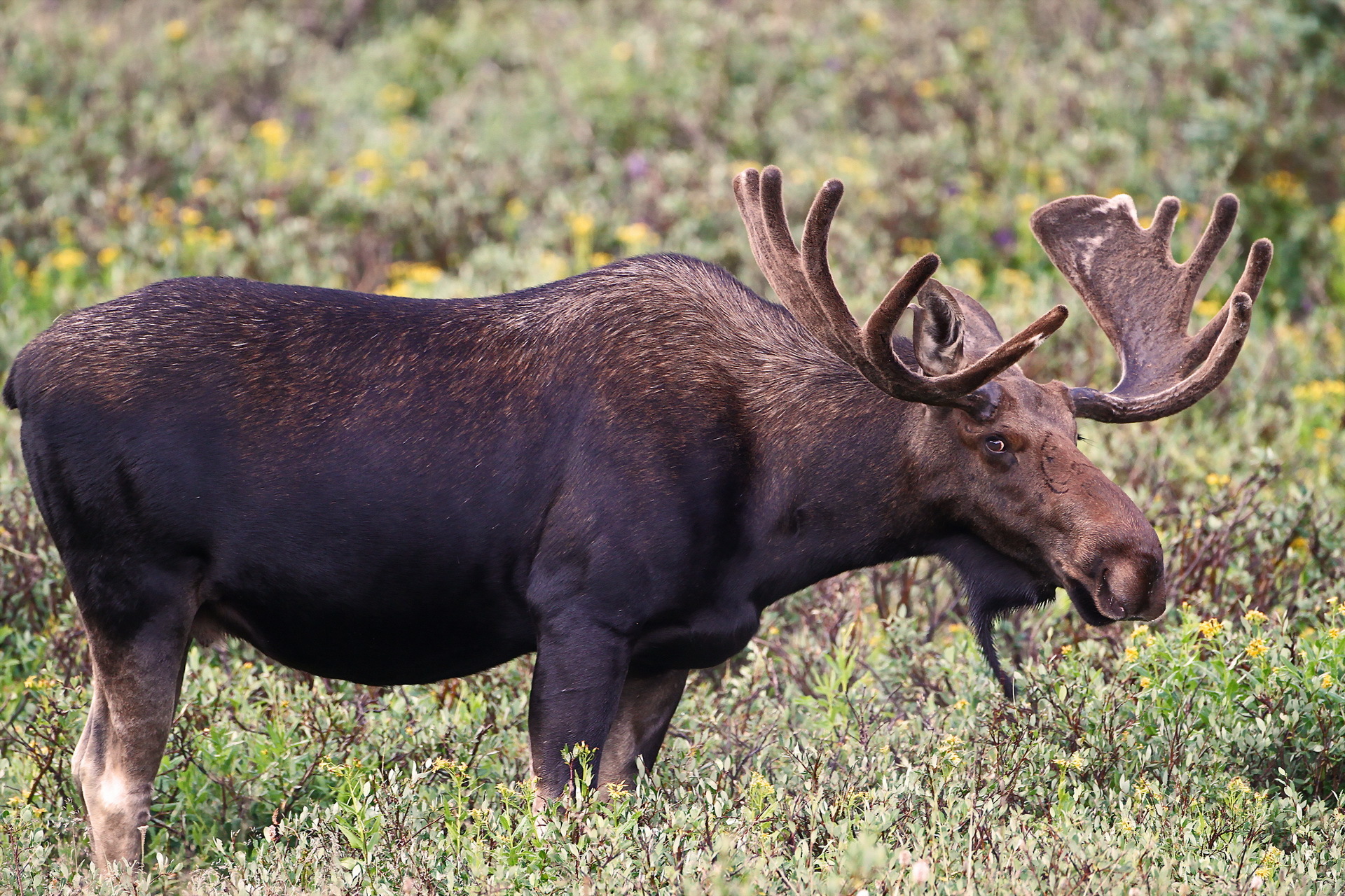 Desktop Wallpapers Moose Horns Animals 1920x1280