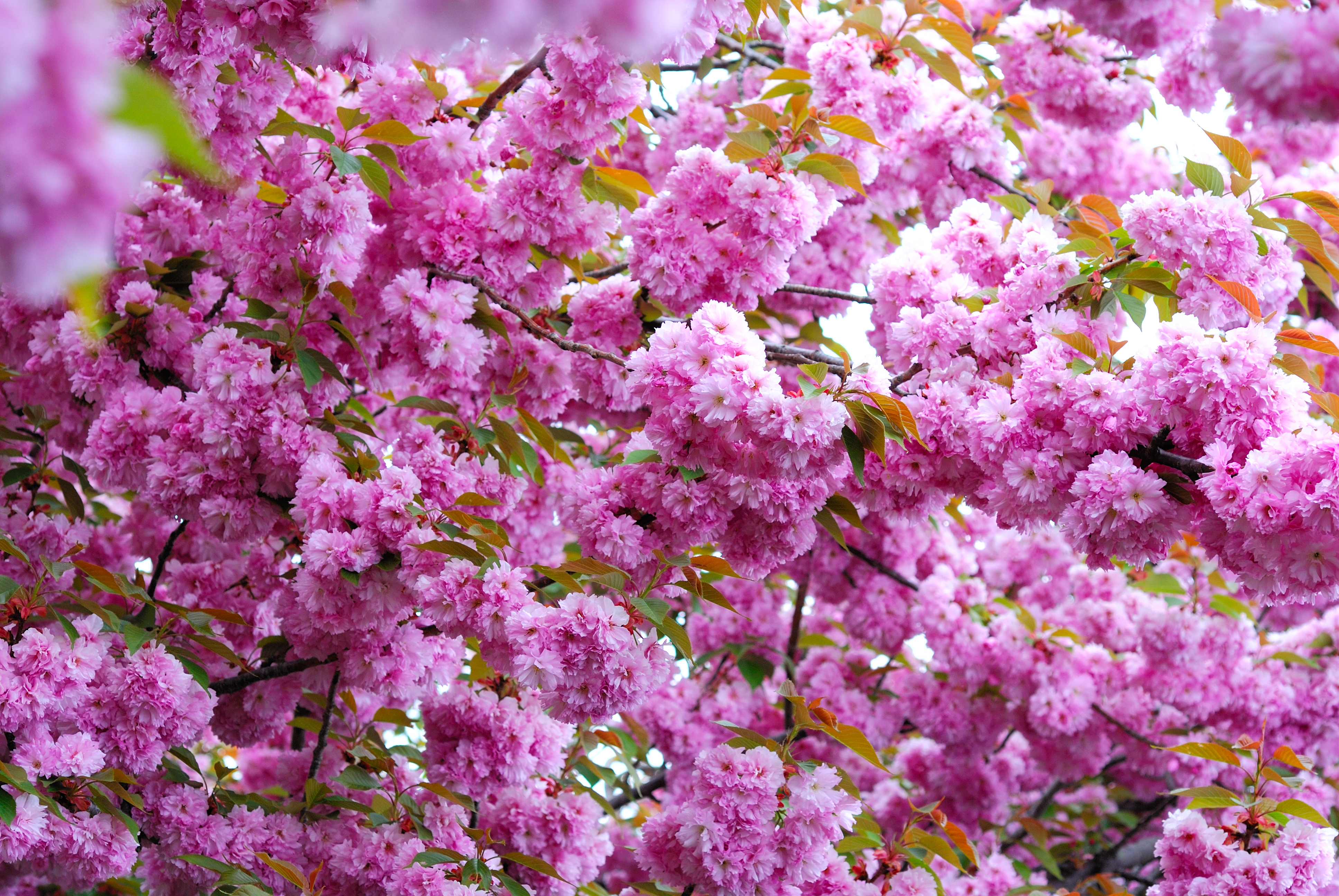 Цветет розовыми цветочками. Черри блоссом цветок. Сакура цветение растения. Сакура вишня кустарник. Кустарник красивоцветущий Сакура.