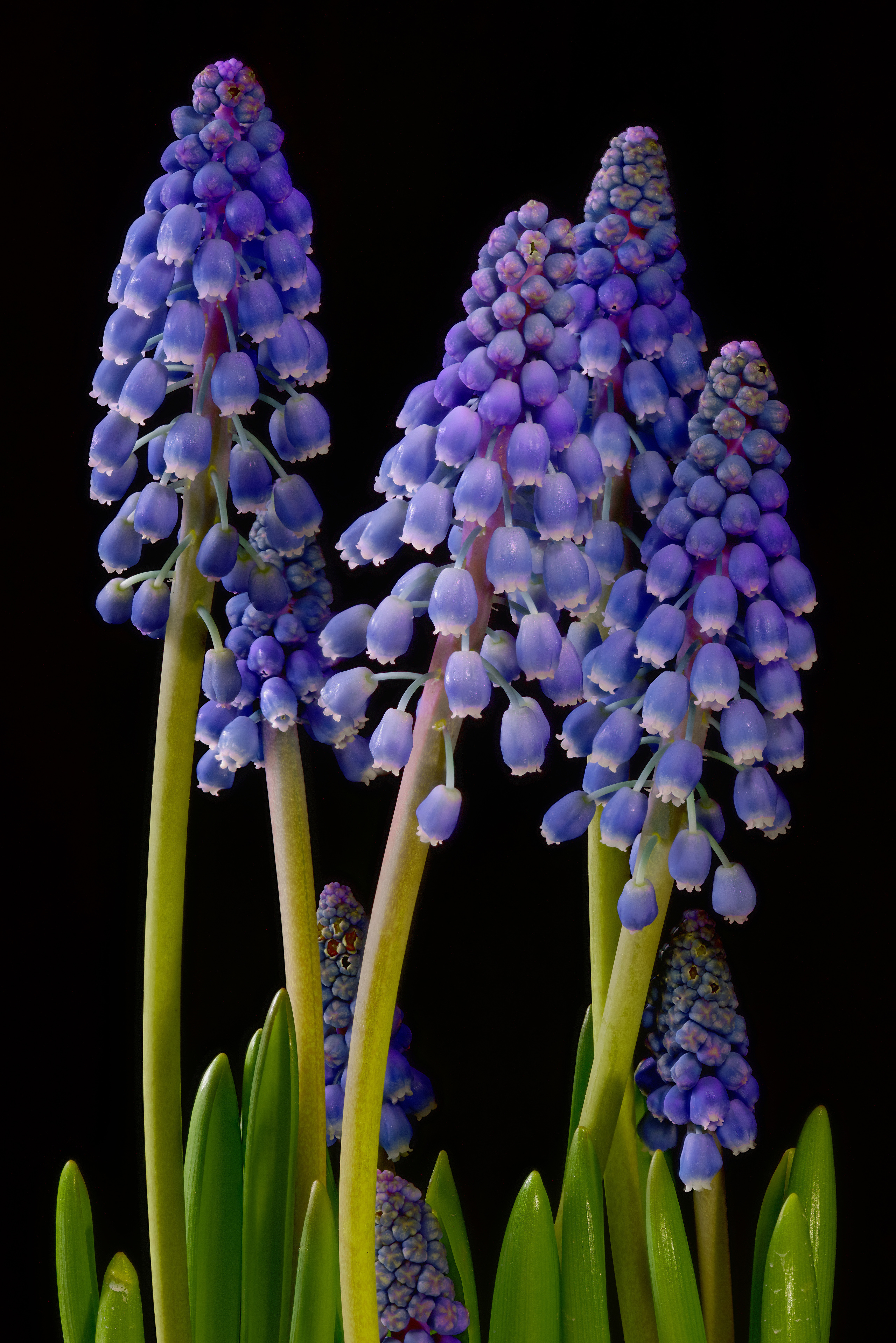 Immagini fiore Giacinto Da vicino Sfondo nero 2560x3837 per Telefono cellulare Fiori