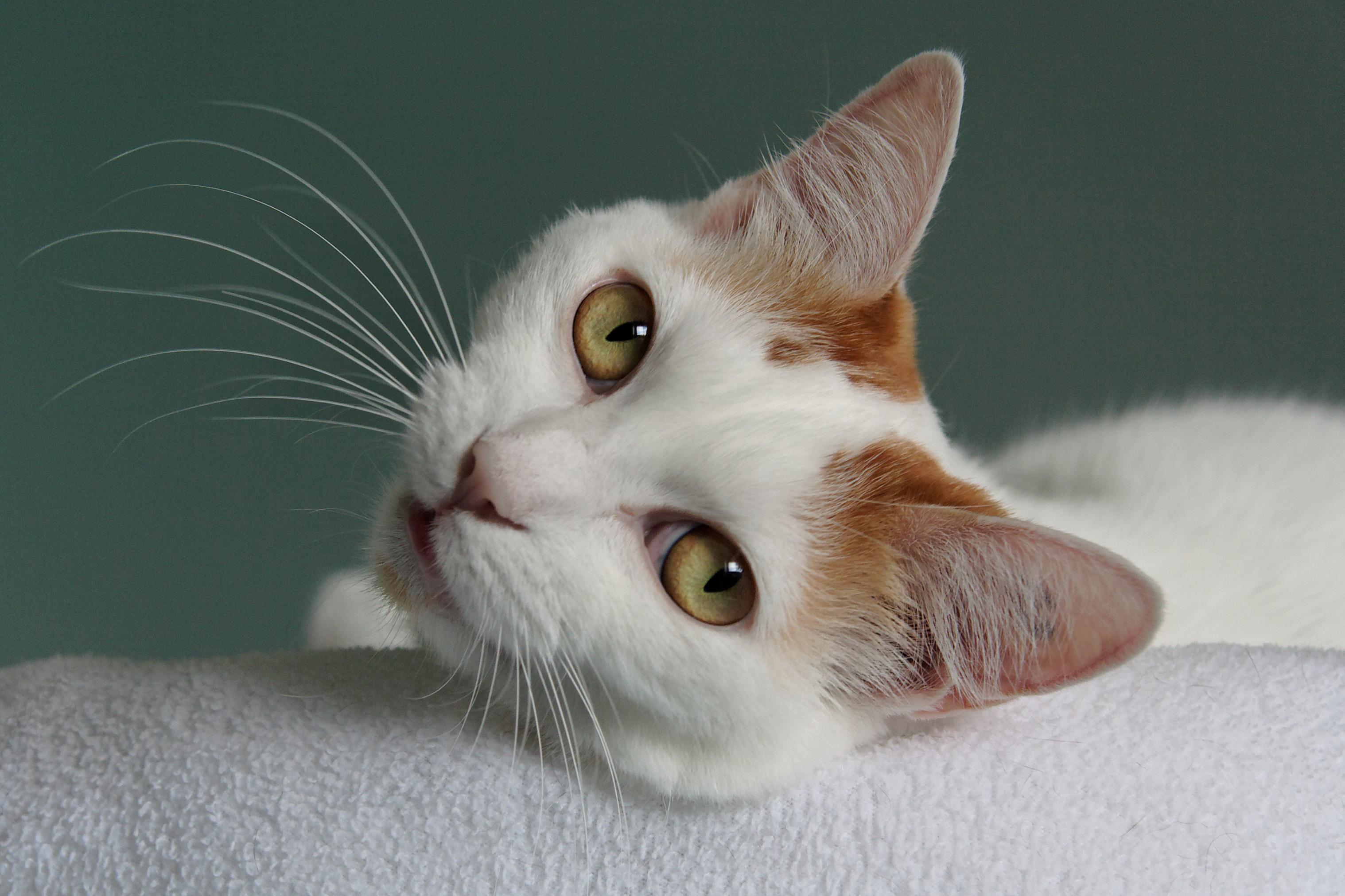 Прекрасная кошечка. Японский бобтейл. Порода кошек японский бобтейл. Шикарная кошка. Очень красивые кошки.