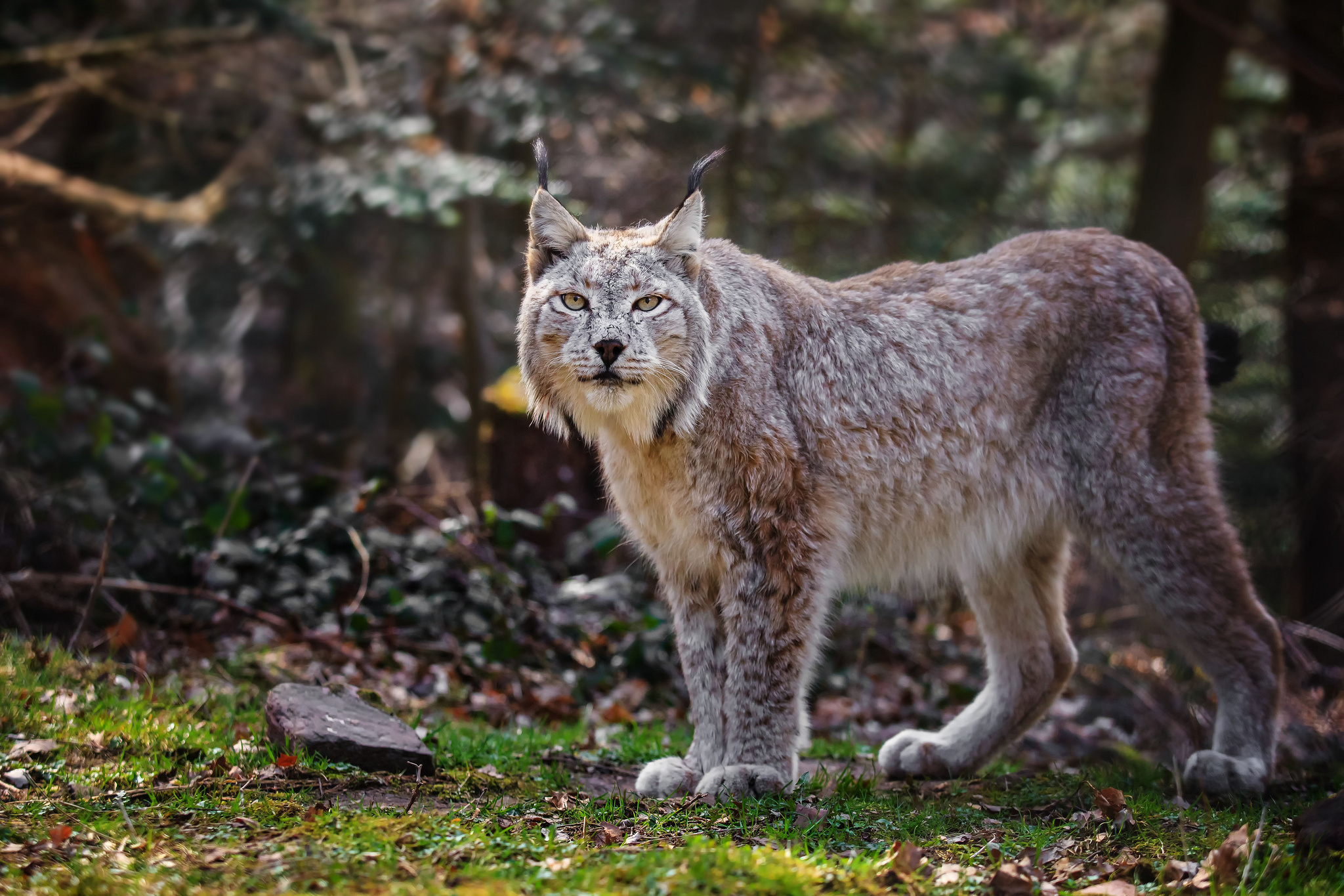 Какие хищники водятся. Рысь Тебердинский заповедник. Lynx issiodorensis. Рысь Таганай. Рысь (Lynx Lynx) в дикой природе.