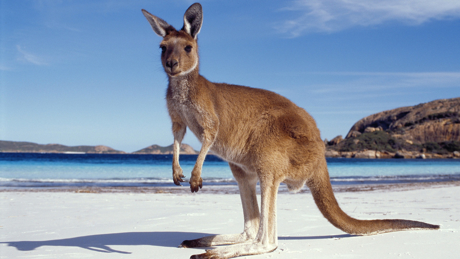 Fonds d&amp;#39;ecran Kangourou Australie Mer Plage Animaux télécharger photo
