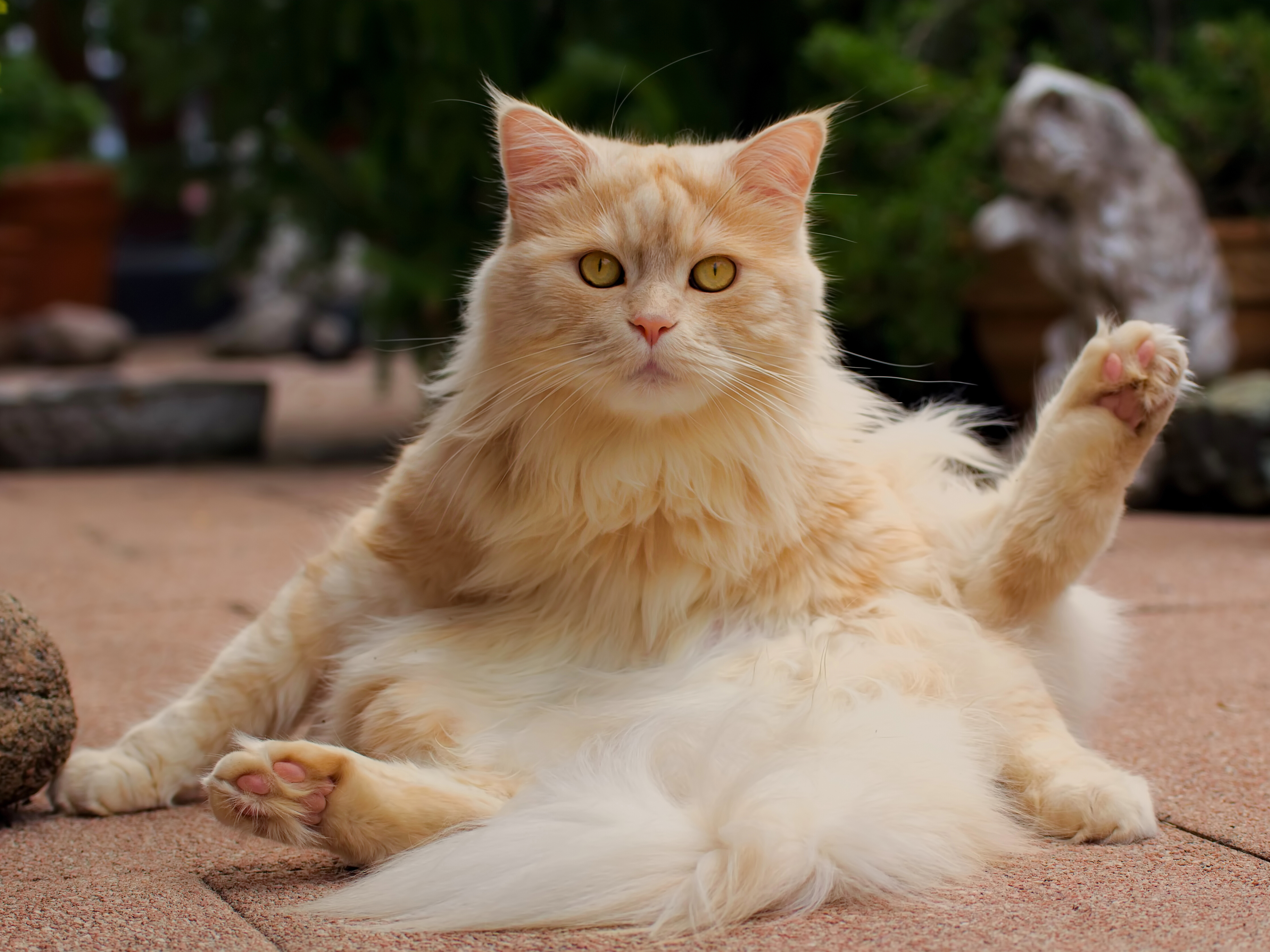 Picture me cats. Сибирская кошка палевая. Пушистый кот. Кот пушистый рыжий. Пушистая кошка.
