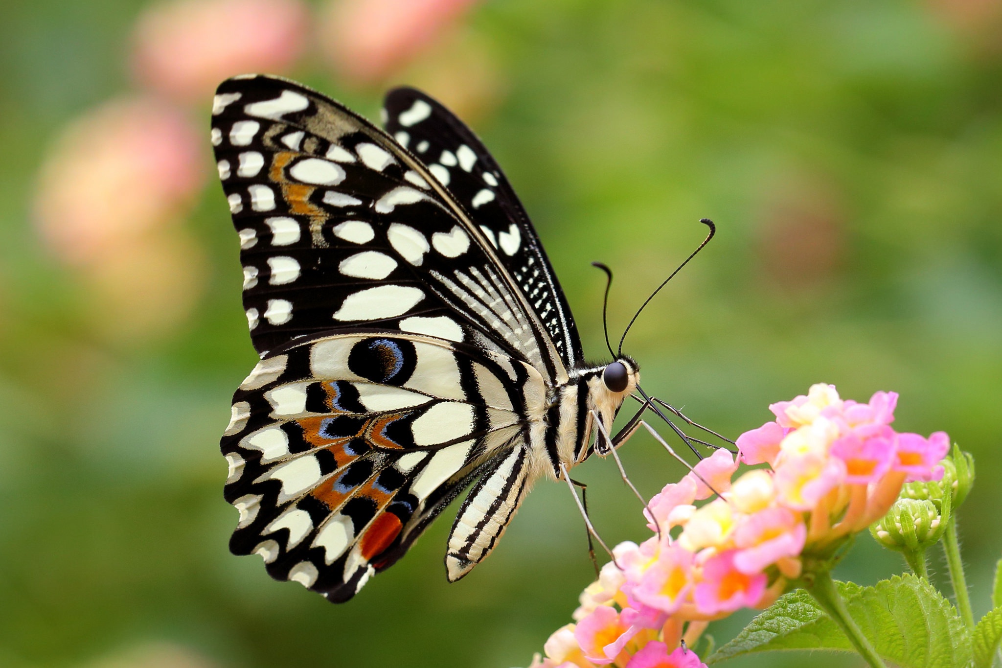 День изучения бабочки. Бабочка крапчатый Арлекин. Бабочка Limenitis Arthemis. Чешуекрылые чешуекрылые. Бабочка Баттерфляй.