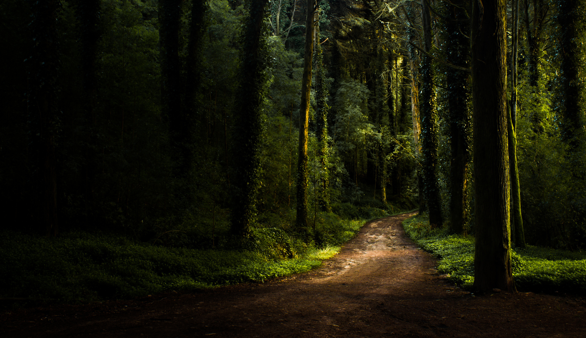 Bosque Fondo De Pantalla Hd Fondo De Escritorio 2048x - vrogue.co