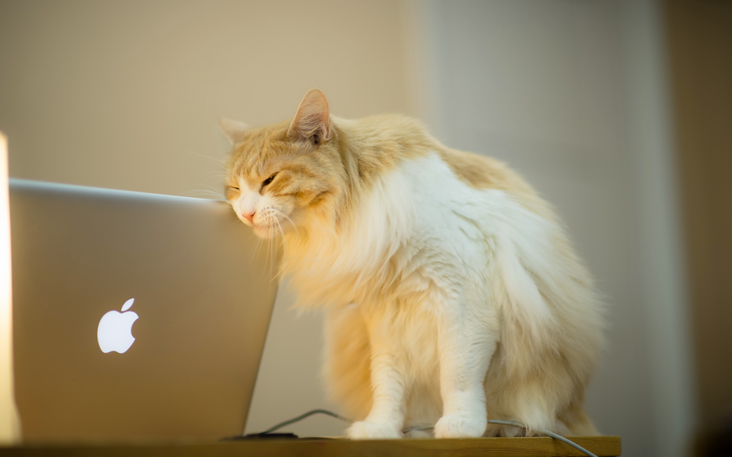 壁紙 飼い猫 アップル I Love Mac ノートパソコン 動物 ダウンロード 写真