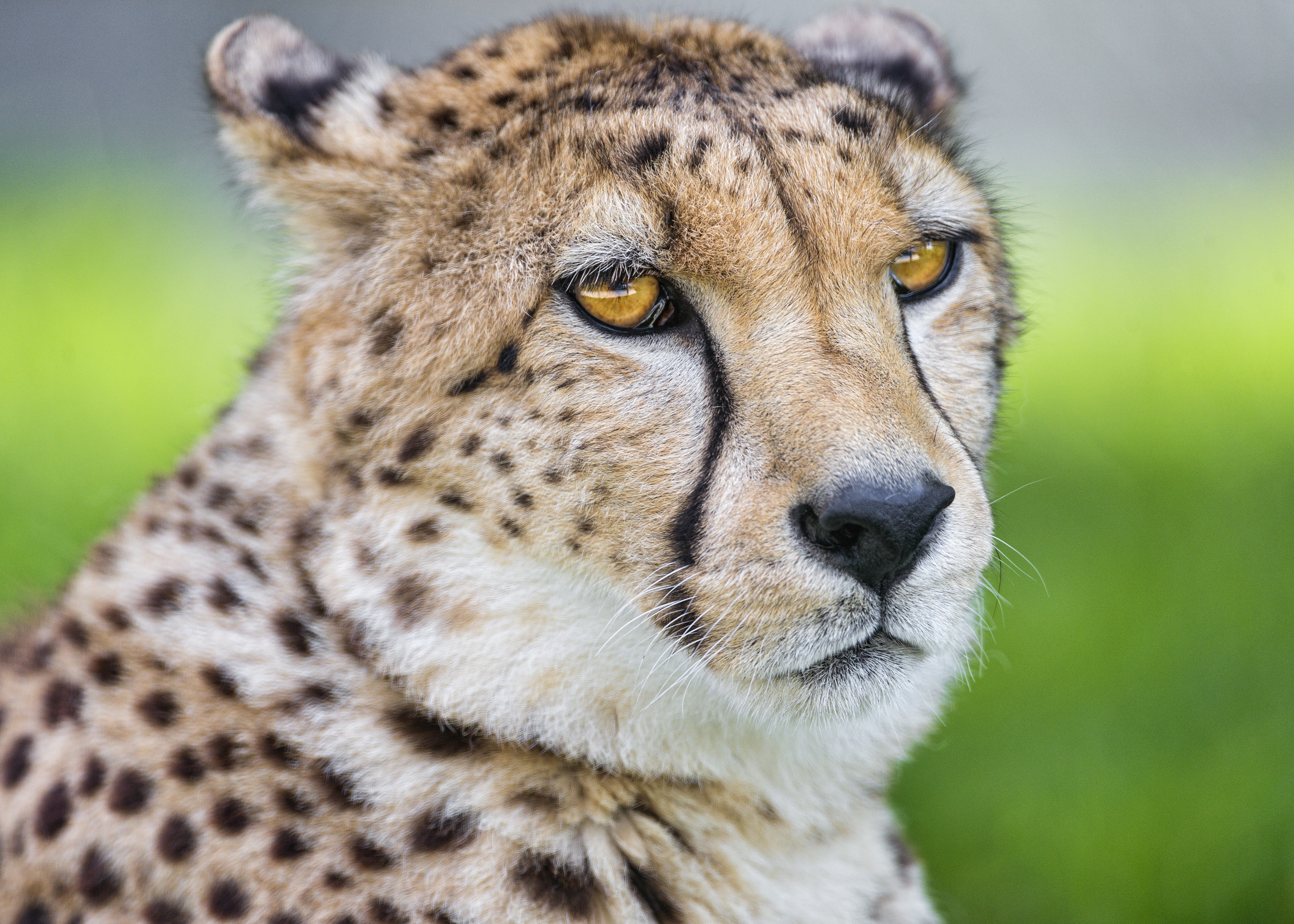 Afbeelding gepard Pantherinae Snuit Kijkt Dieren van dichtbij 4591x3280 cheeta jachtluipaard Jachtluipaarden Close-up een dier