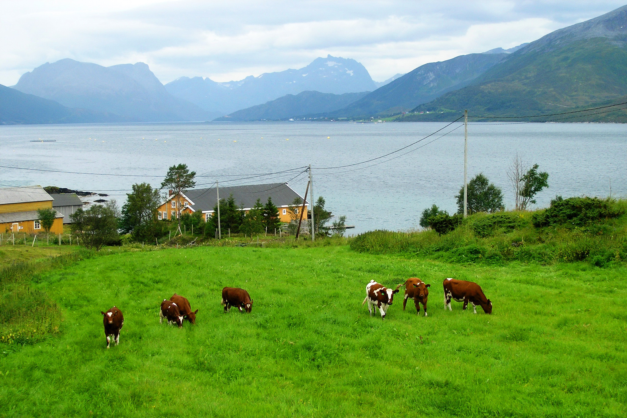 Природа дом животных. Сельскохозяйство в Норвегии. Ферма в Норвегии. Животноводство Норвегии. Скотоводство в Норвегии.