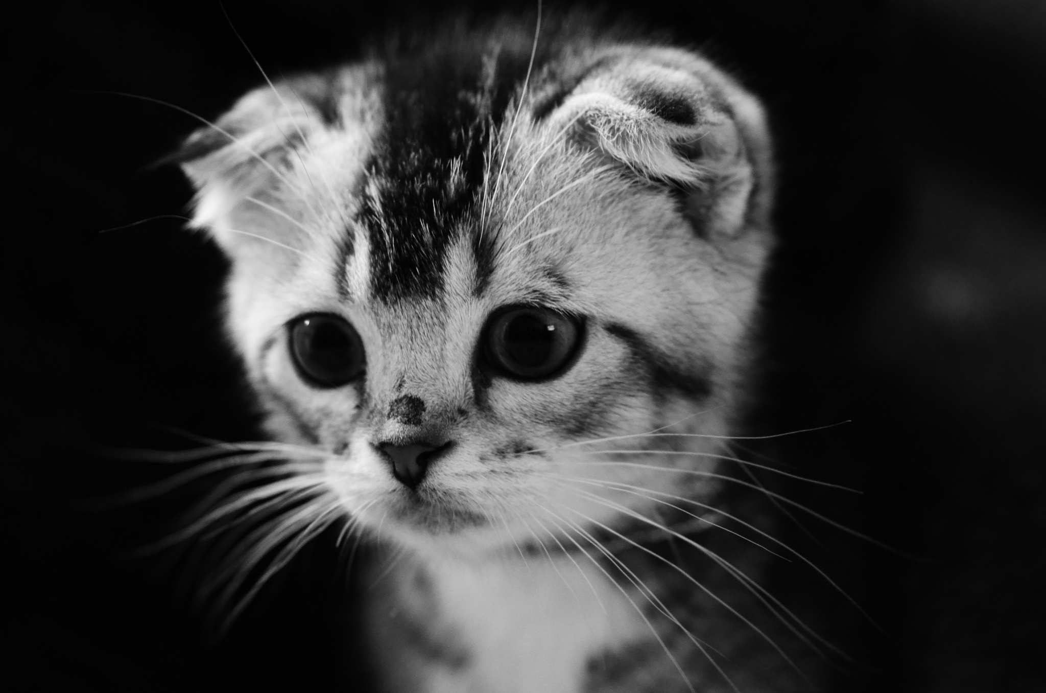 Achtergronden bureaublad Kittens Katten Snorharen Kijkt Dieren katje kat poes kater een dier