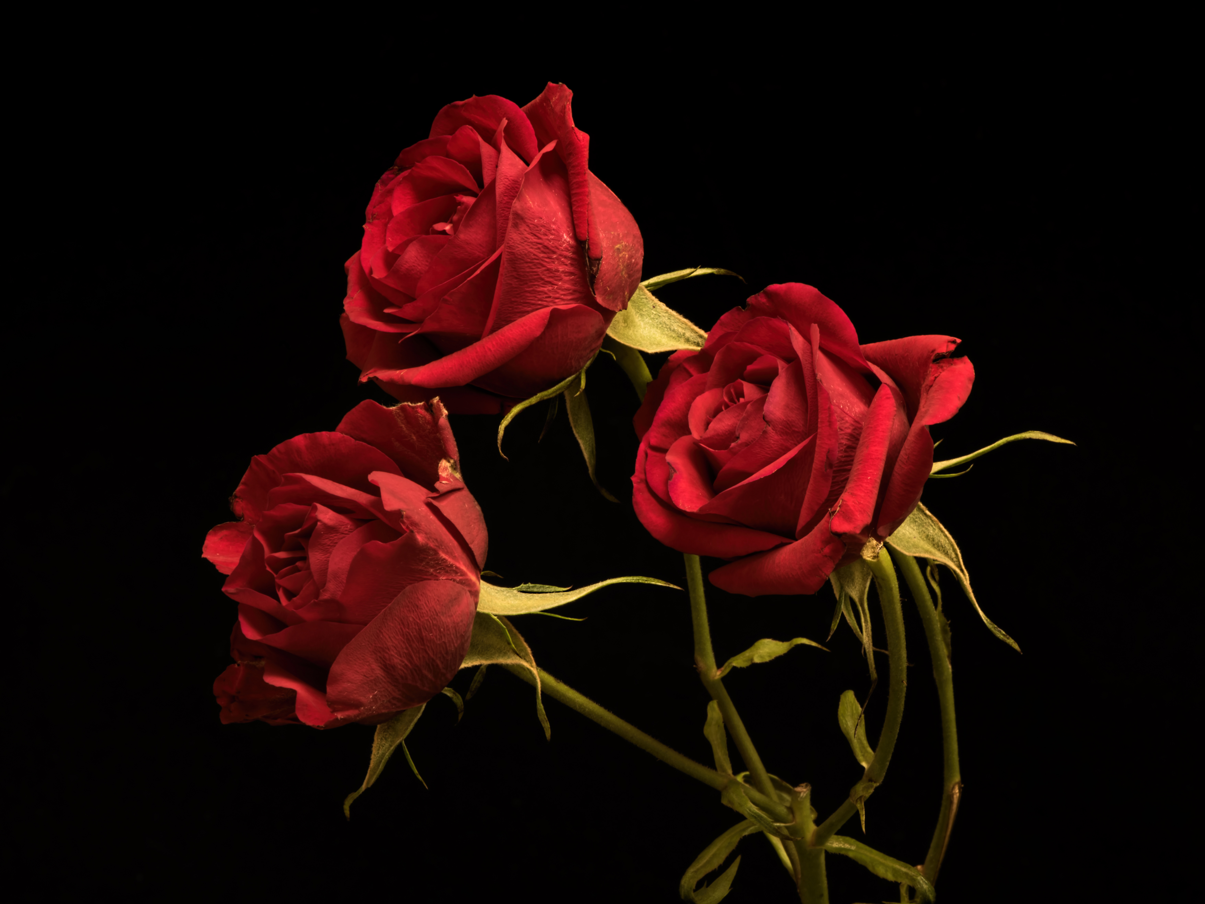 壁紙 4800x3600 バラ 黒色背景 三 3 赤 花 ダウンロード 写真