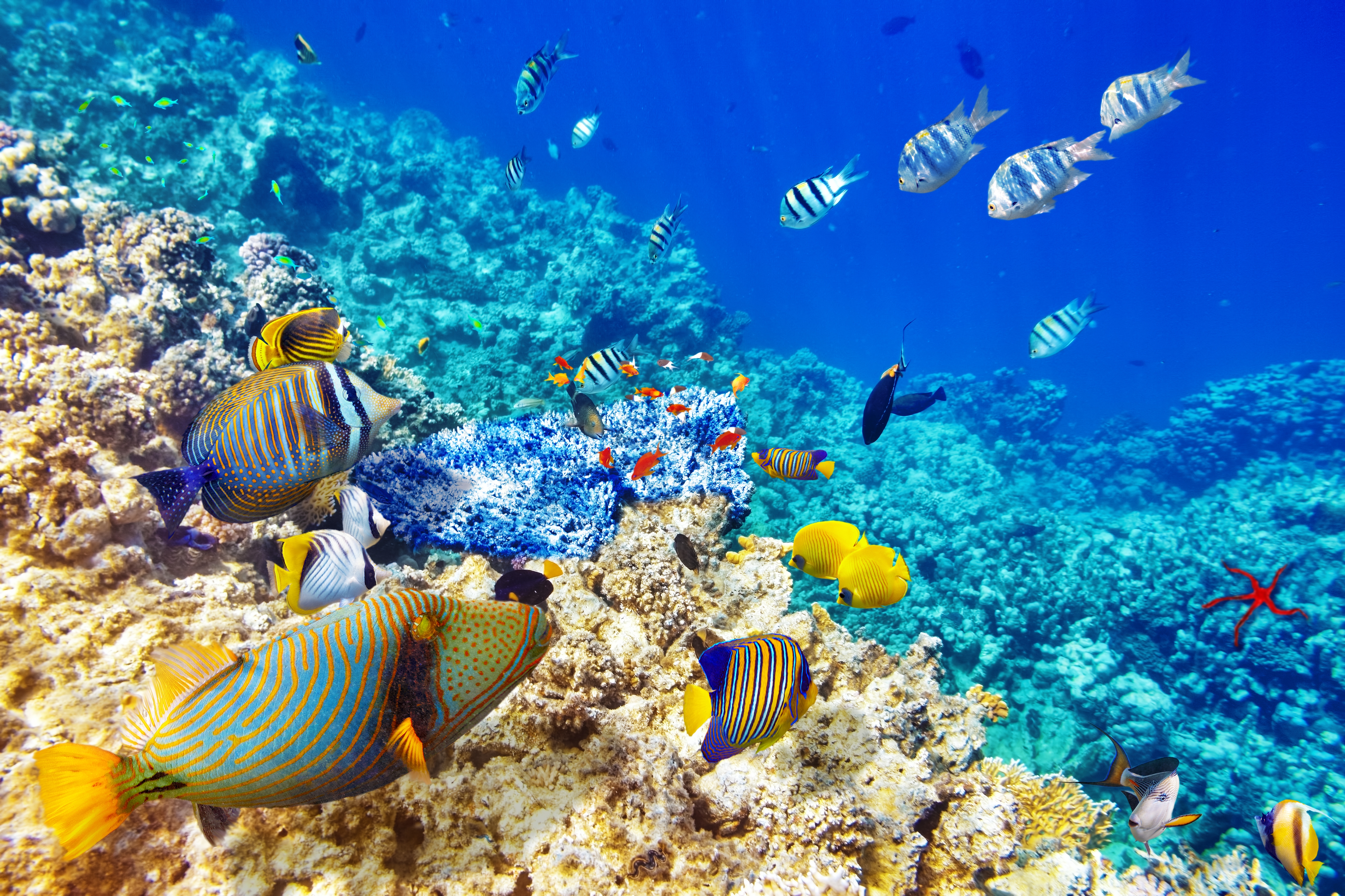 Bilder fisk Undervattensvärlden coral reef Tropiskt Djur 7200x4800 Fiskar