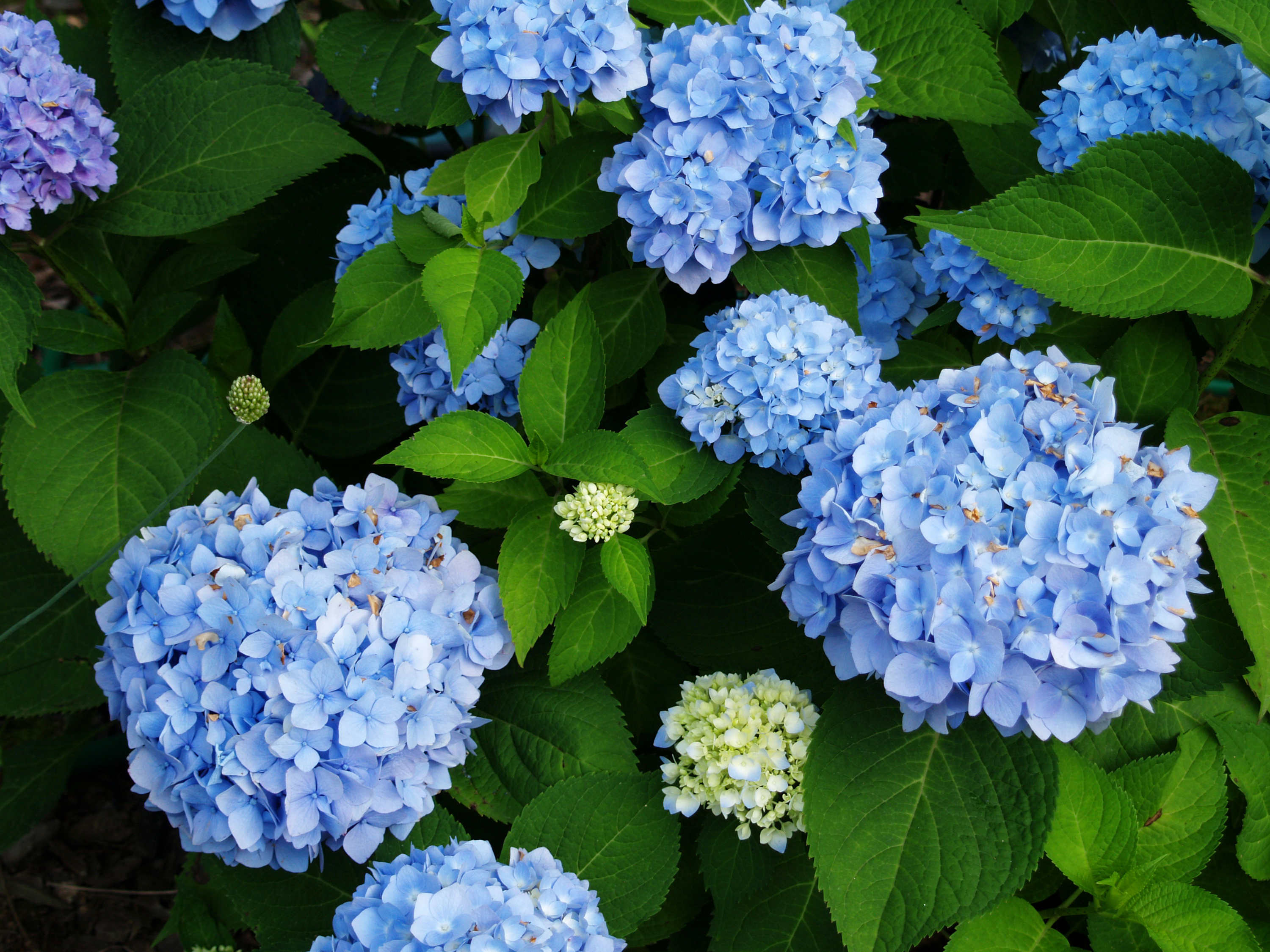 Images Light Blue flower Hydrangea Closeup 3000x2250