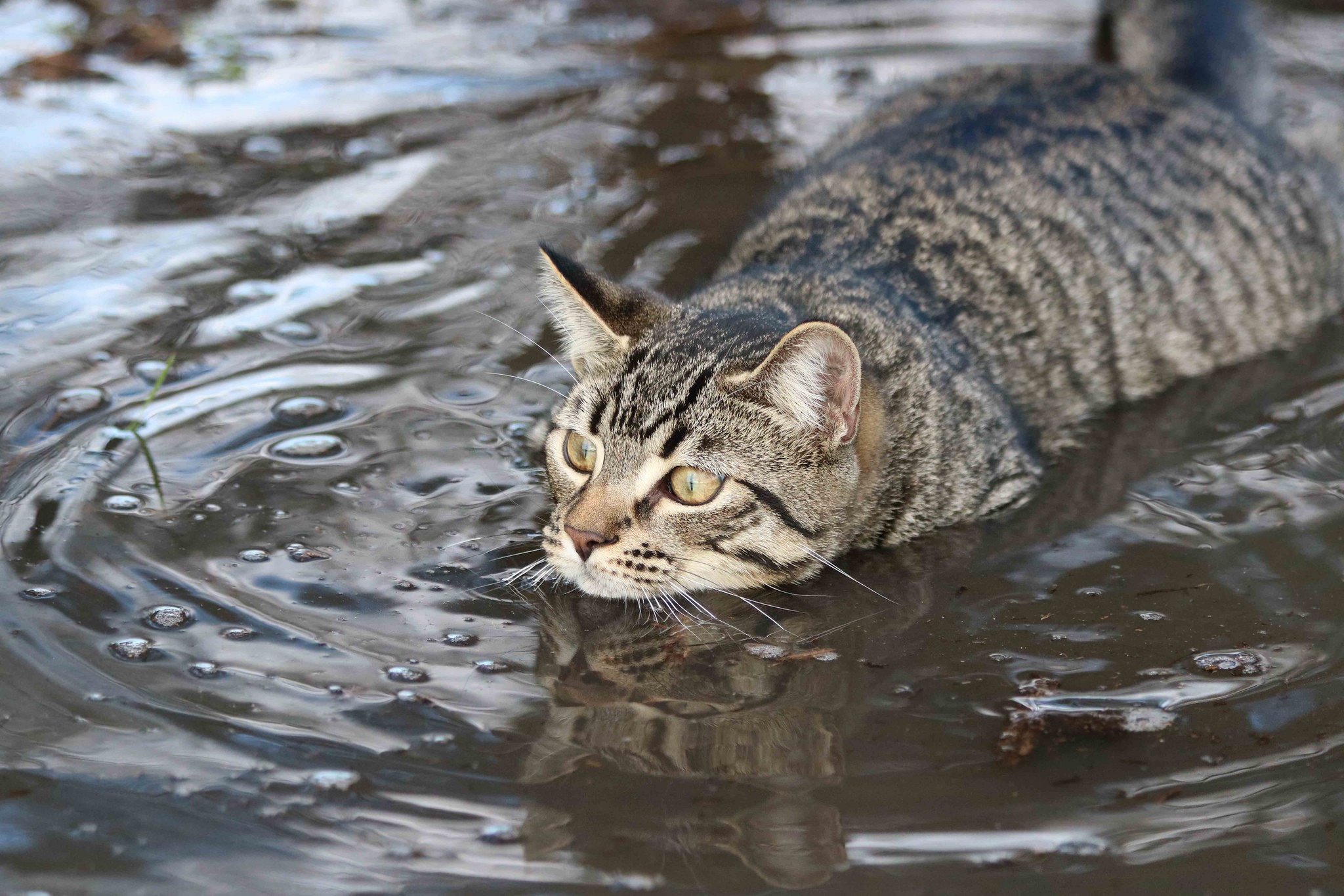 Кошки Вода Фото
