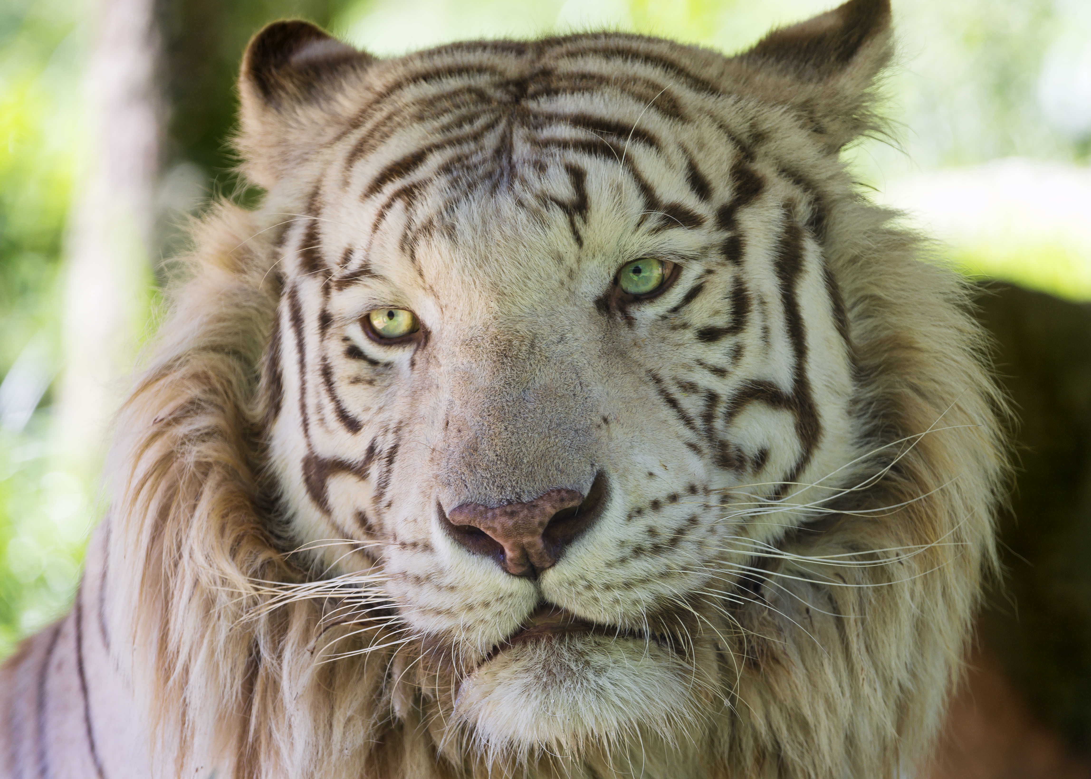 Foto tigre Il muso Animali ©Tambako The Jaguar Tigri panthera tigris animale