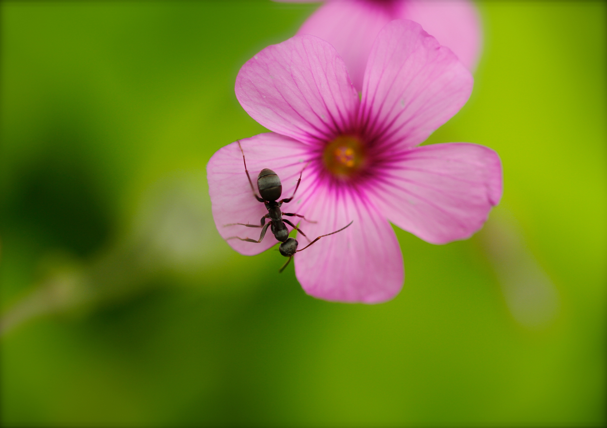 Images Ants Insects Flower Animal Closeup 2048x1444   Ants Insects Closeup 439873 