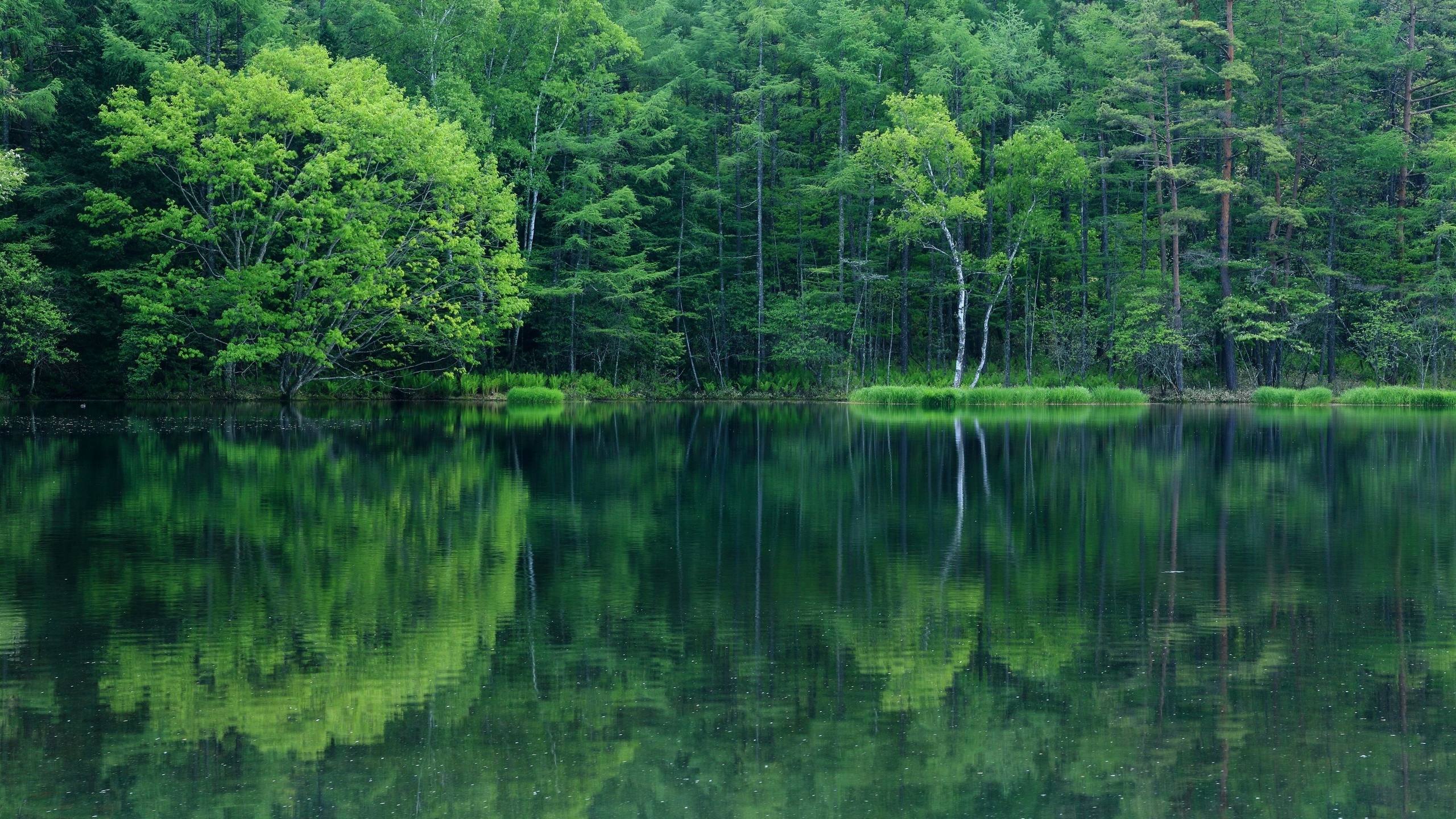 壁紙 2560x1440 湖 森林 自然 ダウンロード 写真