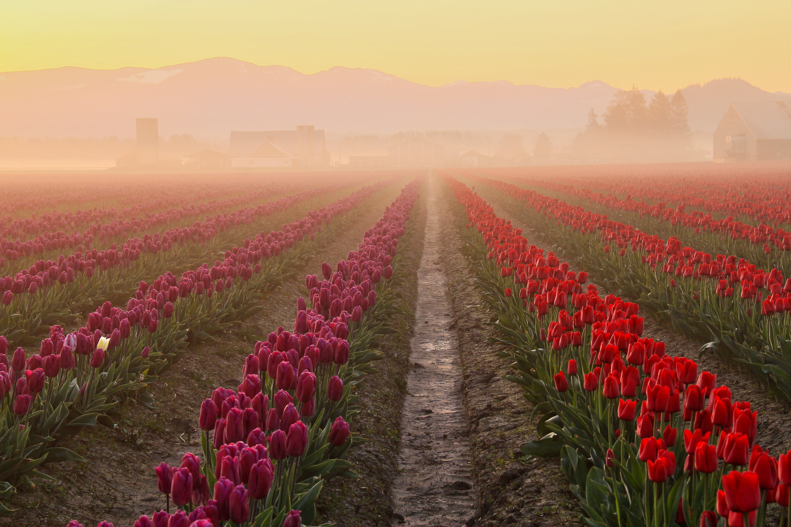 Поле тюльпанов. Поля цветов в Голландии. Поле тюльпанов в тумане. Фотообои цветочные поля.