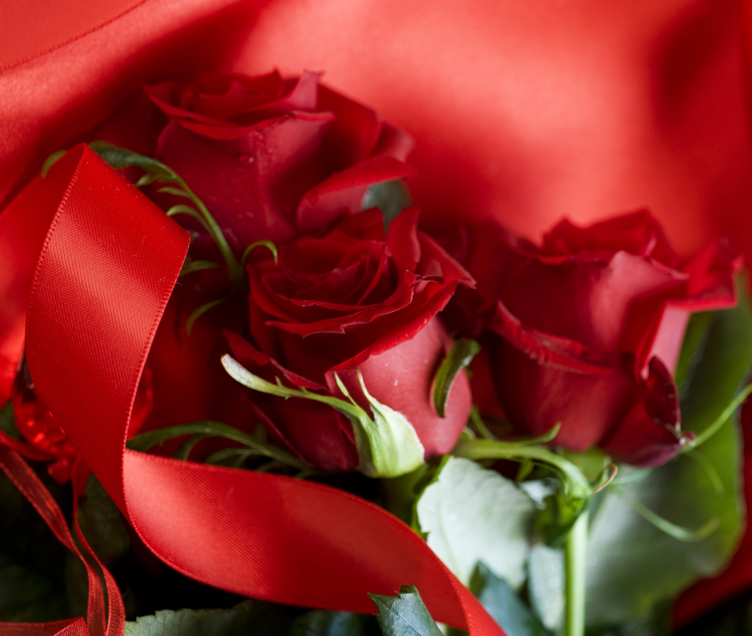 Алый вдруг. Красные розы. Красные розы открытка. Красные цветы для тебя. Цветы розы красные.