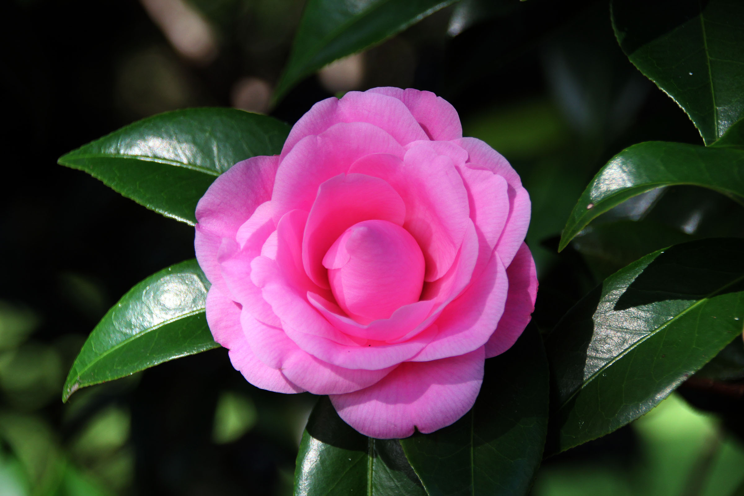 Foto's Roze kleur bloem Camellia Close-up Bloemen van dichtbij